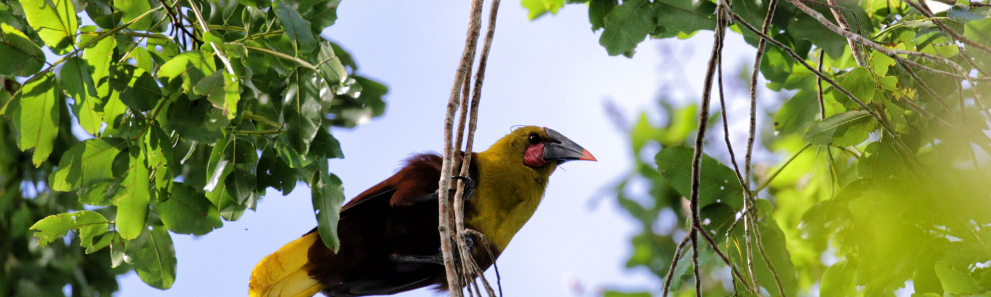 Gespotte dieren: Amazonian Oropendola