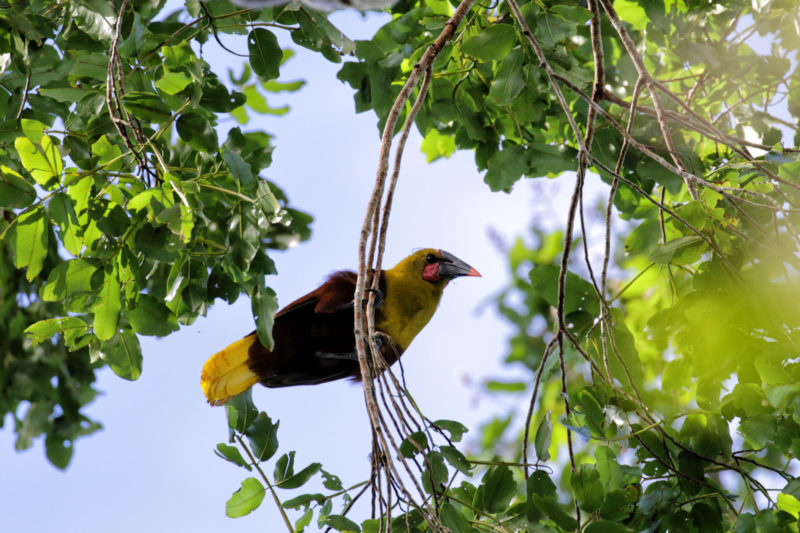 Gespotte dieren: Amazonian Oropendola