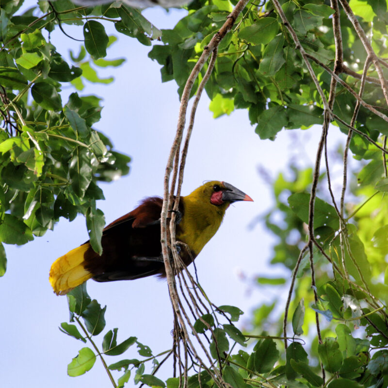 Gespotte dieren: Oropendola