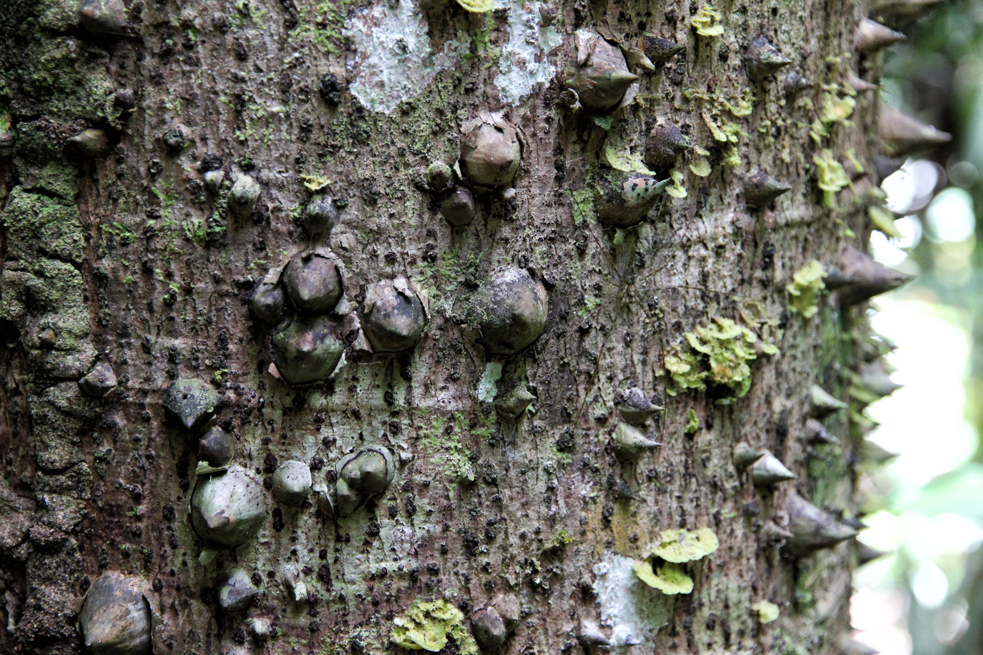 Parque Nacional Madidi - Bolivia