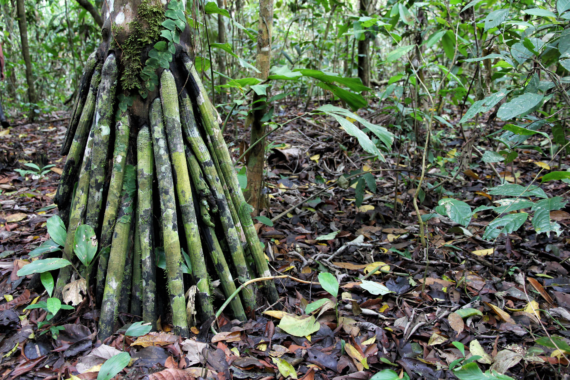 Parque Nacional Madidi - Bolivia