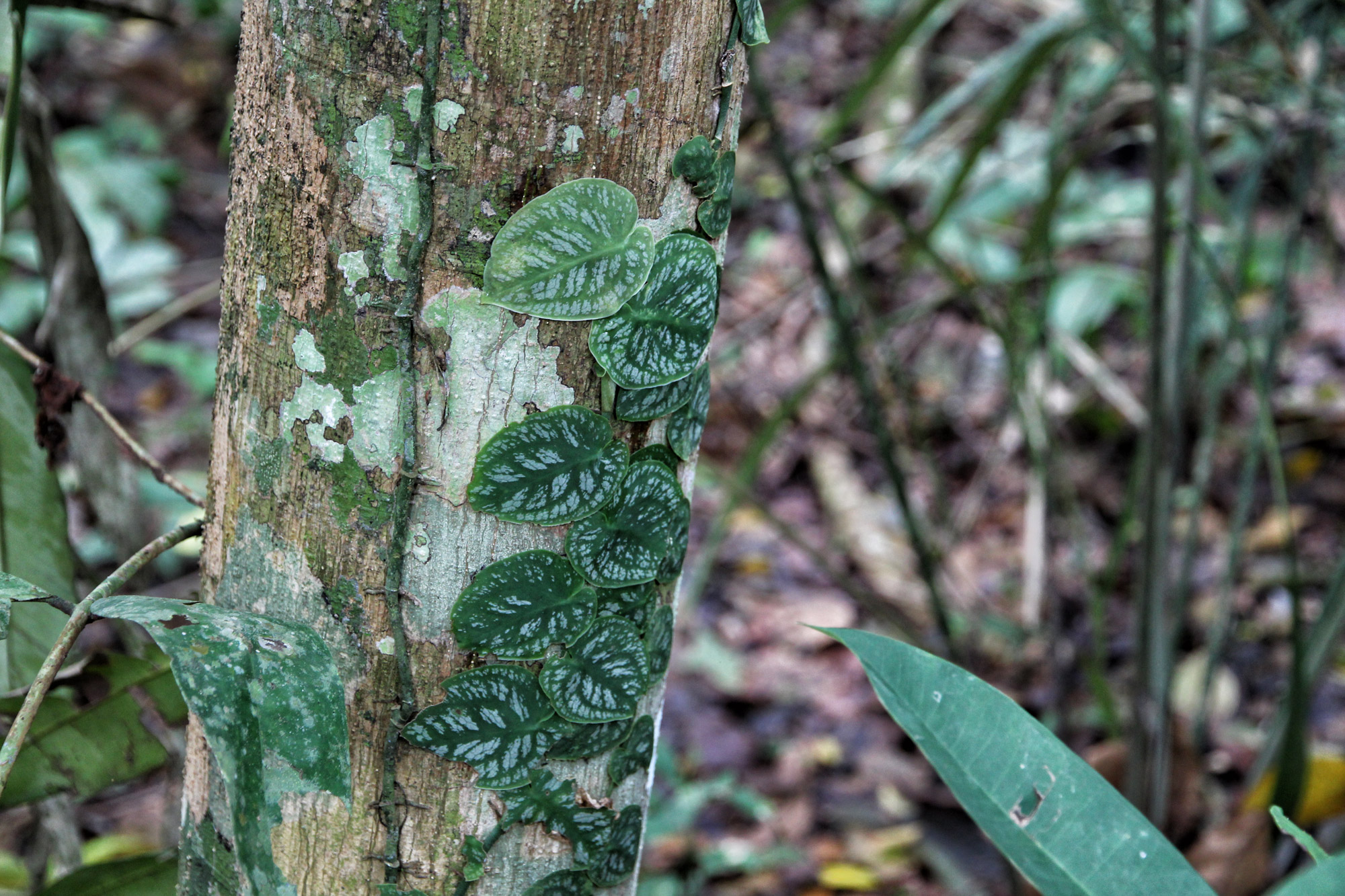 Parque Nacional Madidi - Bolivia