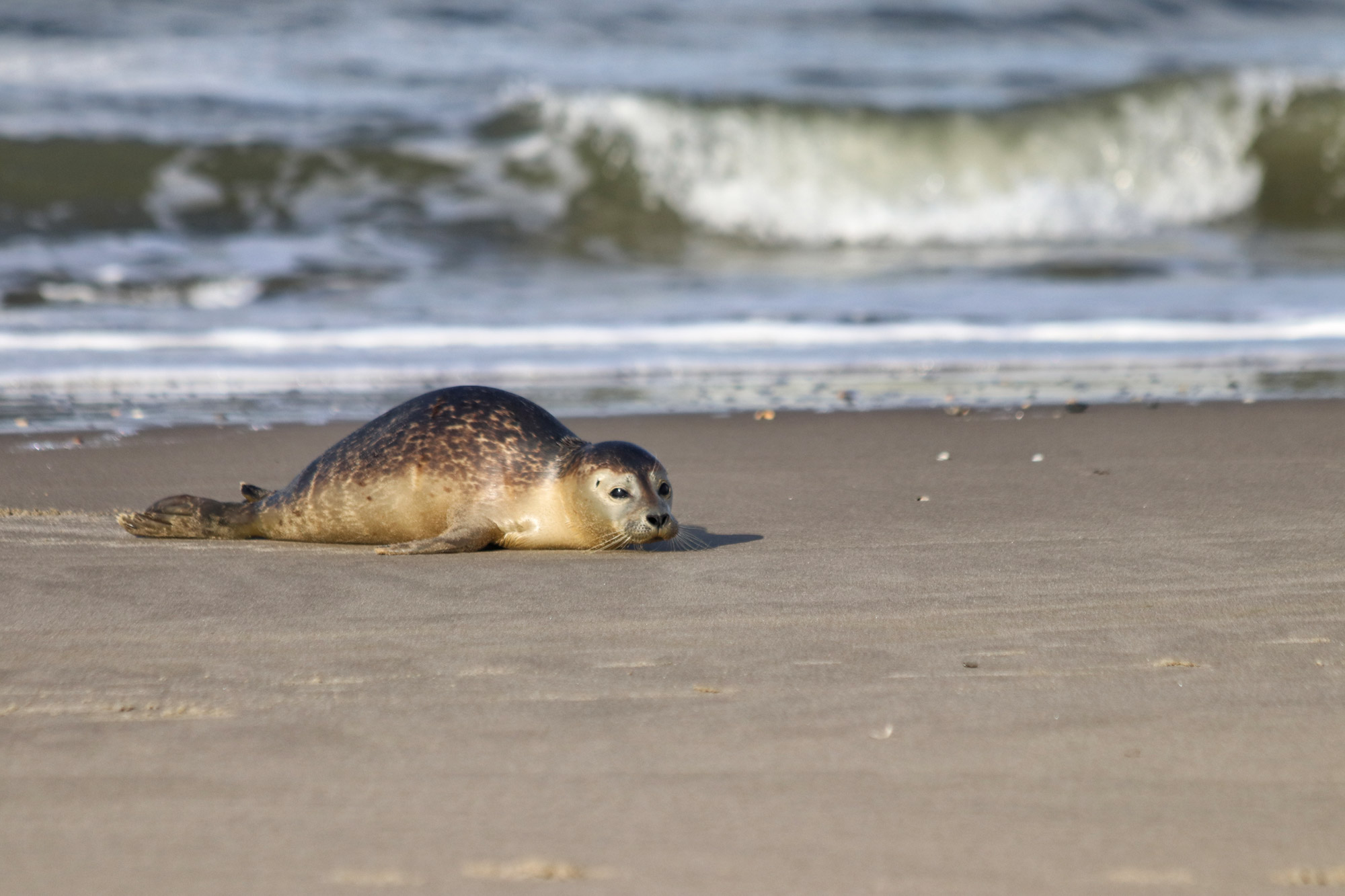 Foto van de maand: November 2019 - Texel