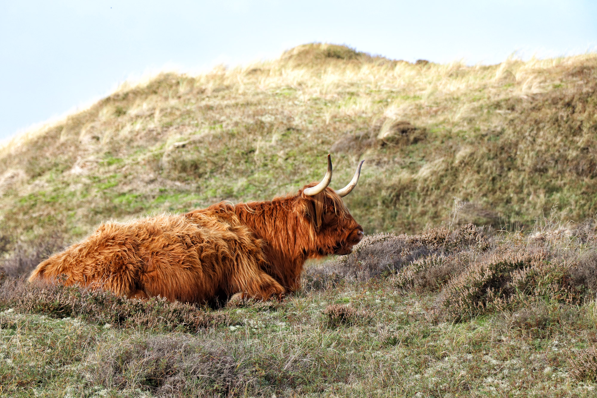 Texel - De Geul en de Bollekamer