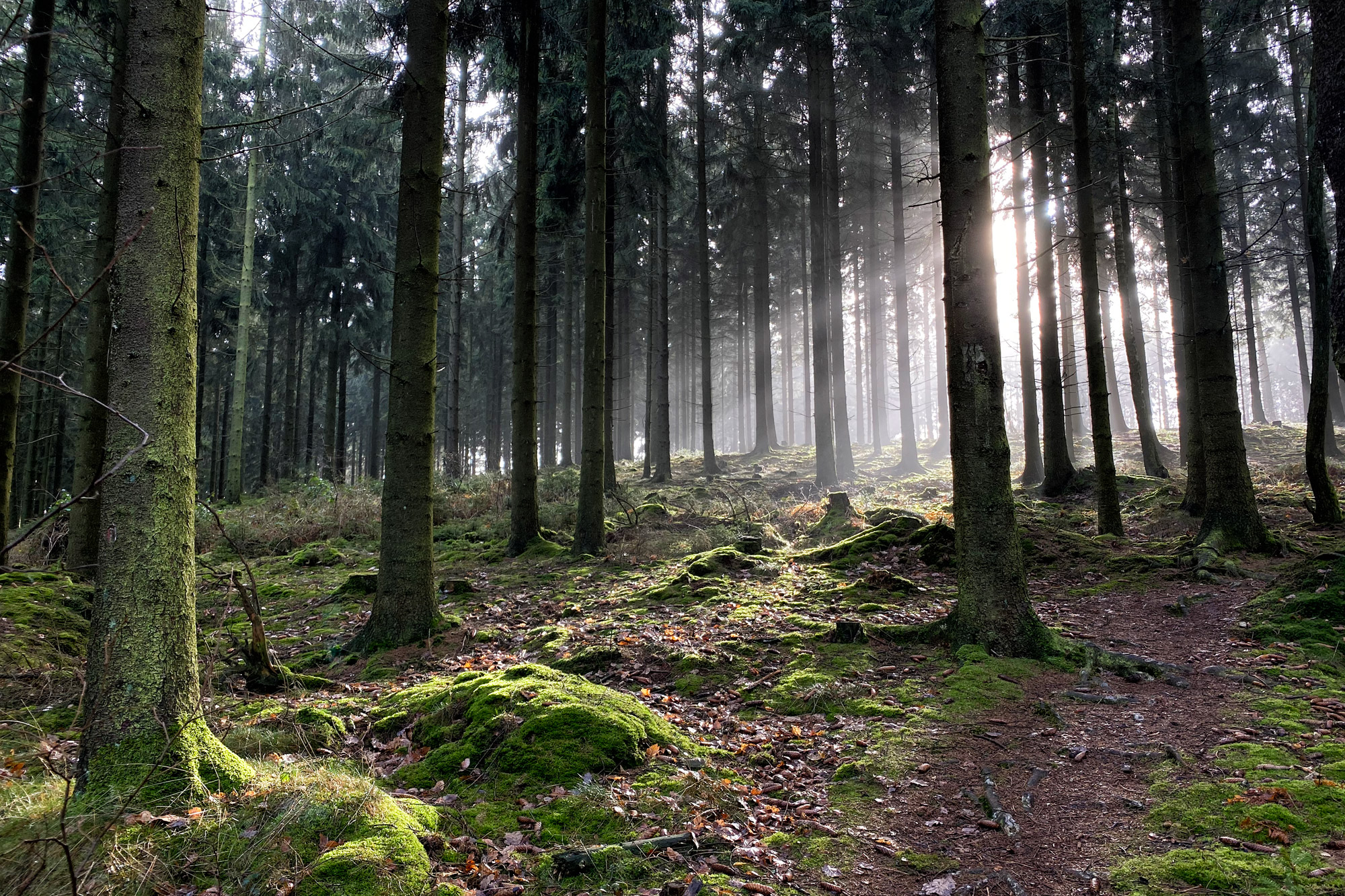 Bad Münstereifel - Eifeler Kräuterpfad