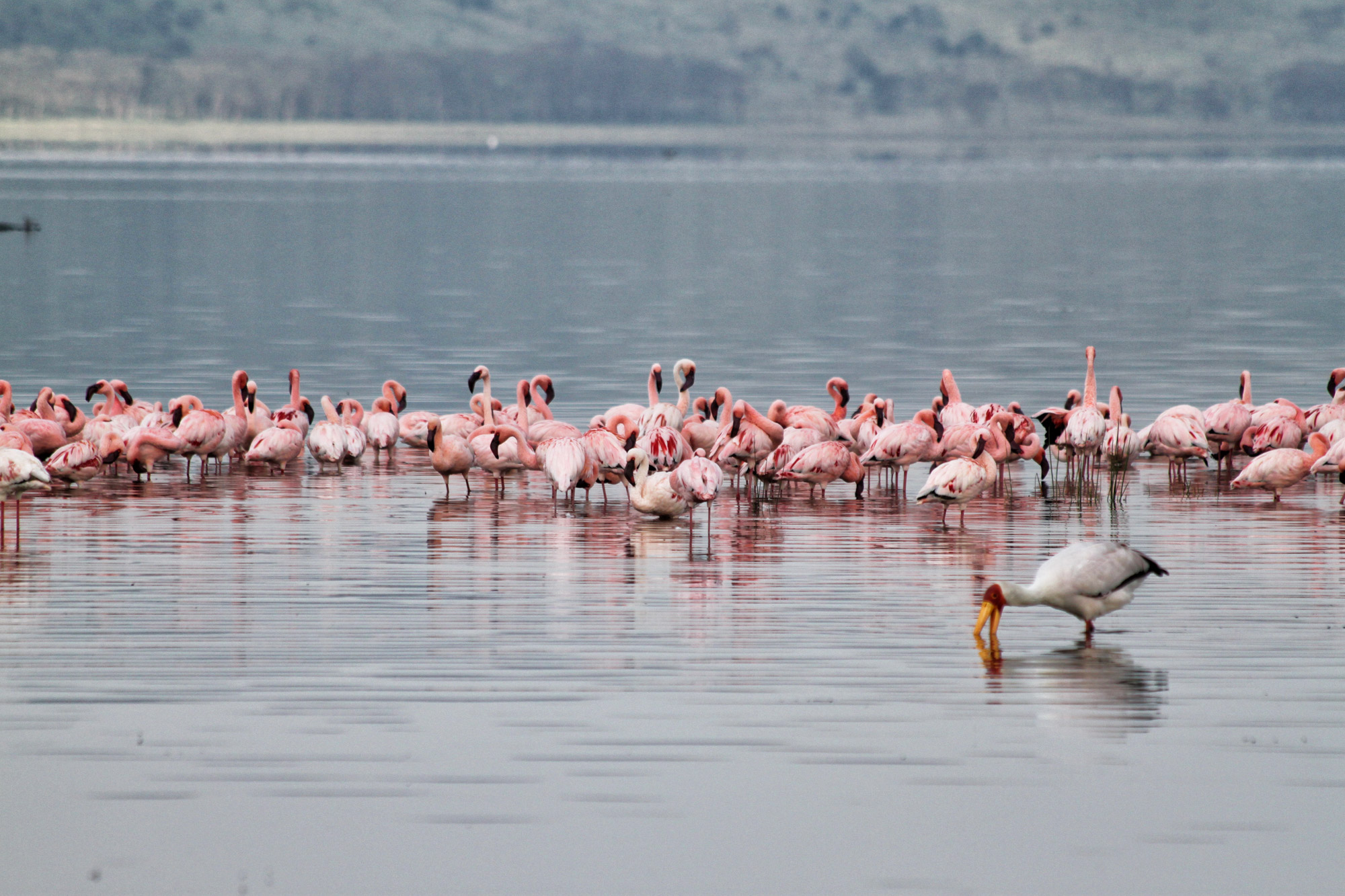 UNESCO Werelderfgoedlijst - Lake Nakuru - Kenia