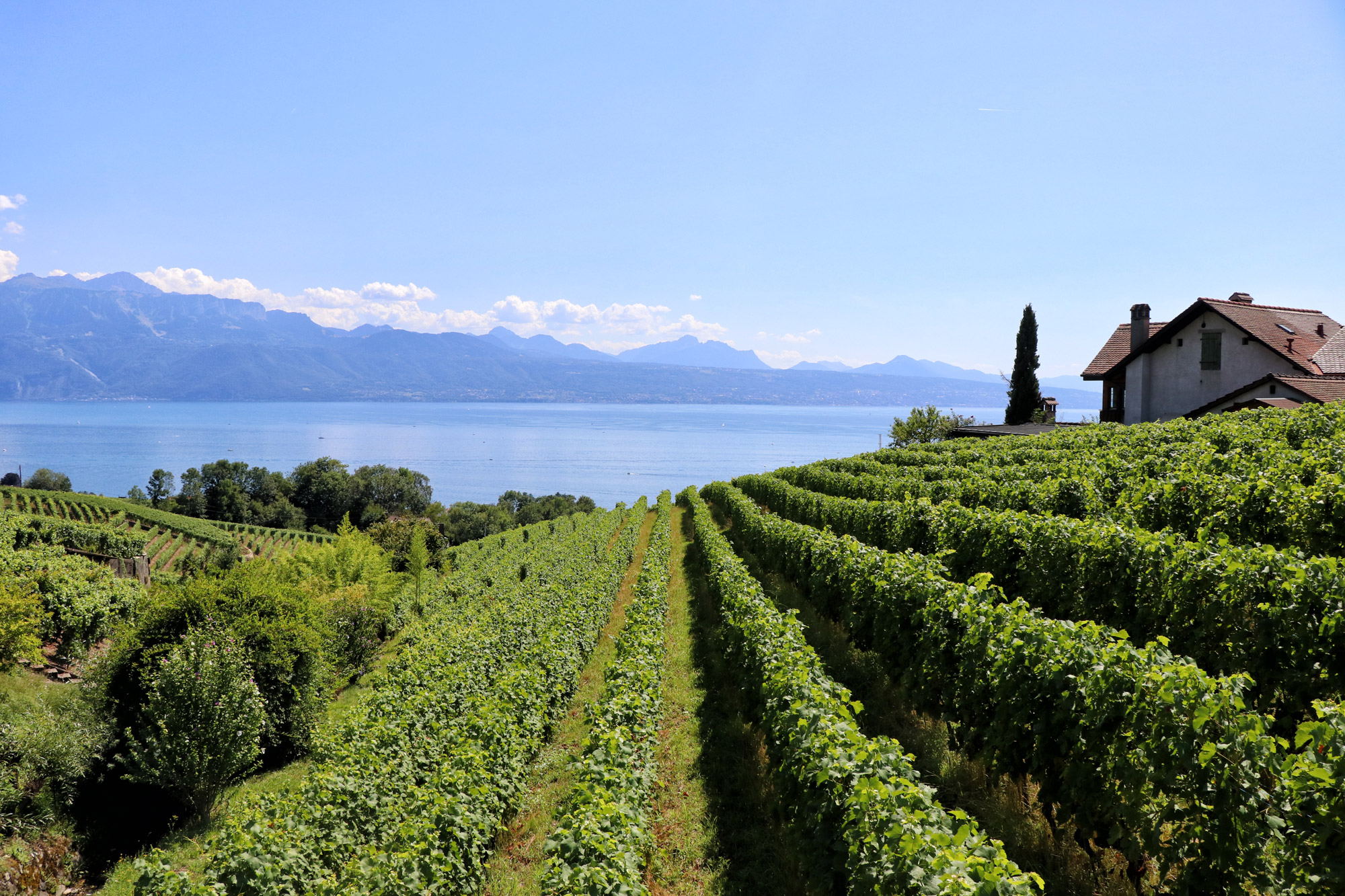 UNESCO Werelderfgoedlijst - Lavaux wijnterrassen - Zwitserland