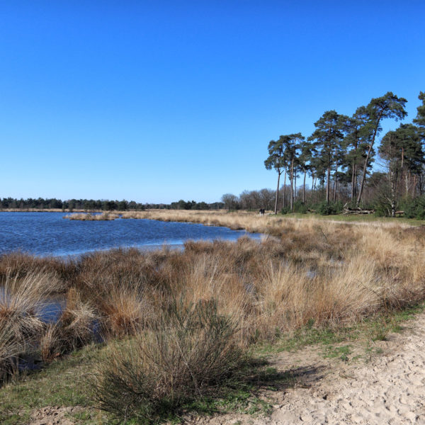 Foto van de maand: Maart 2020 - Kampina