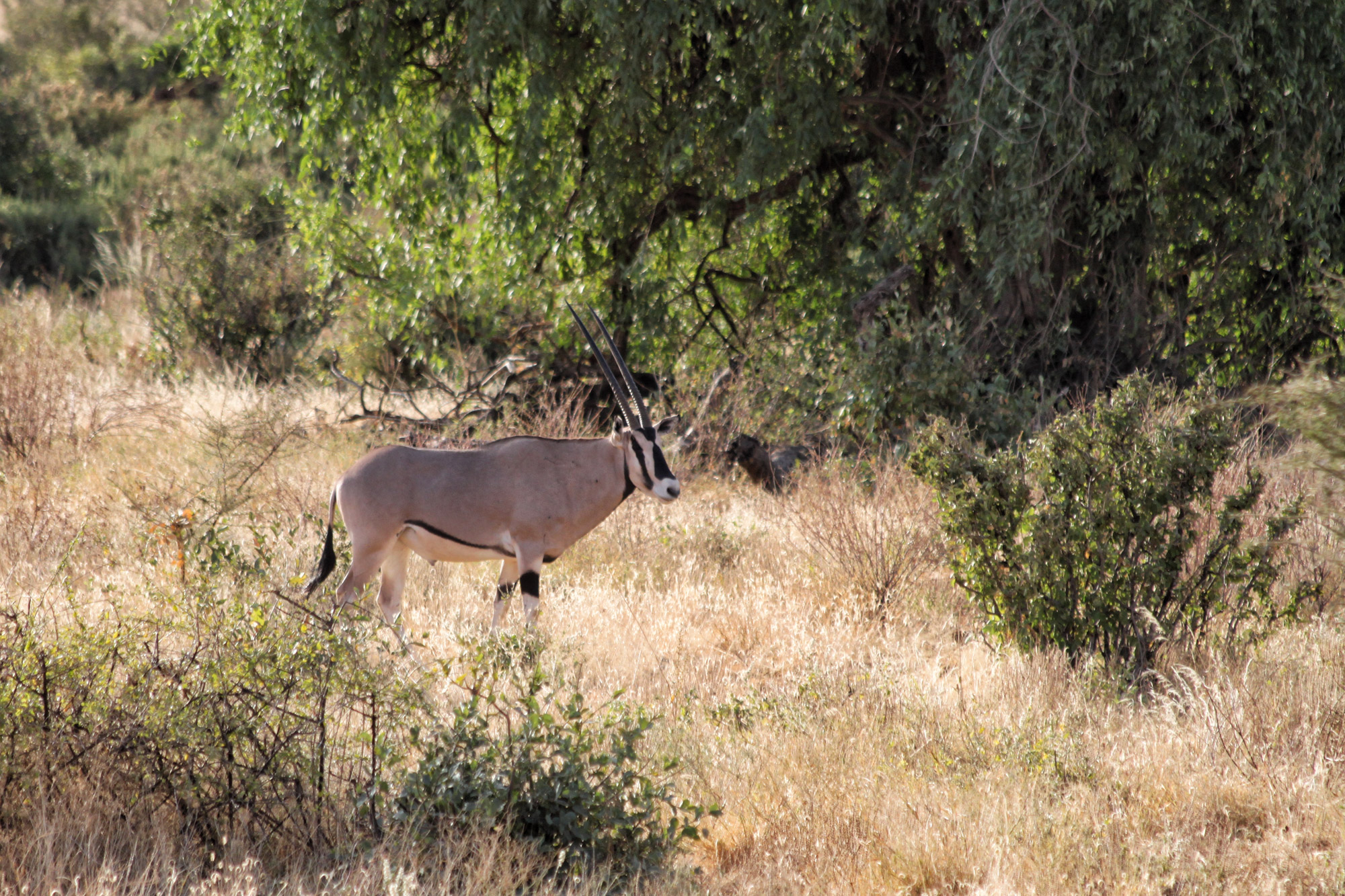 Samburu Special 5 - Beisa Oryx