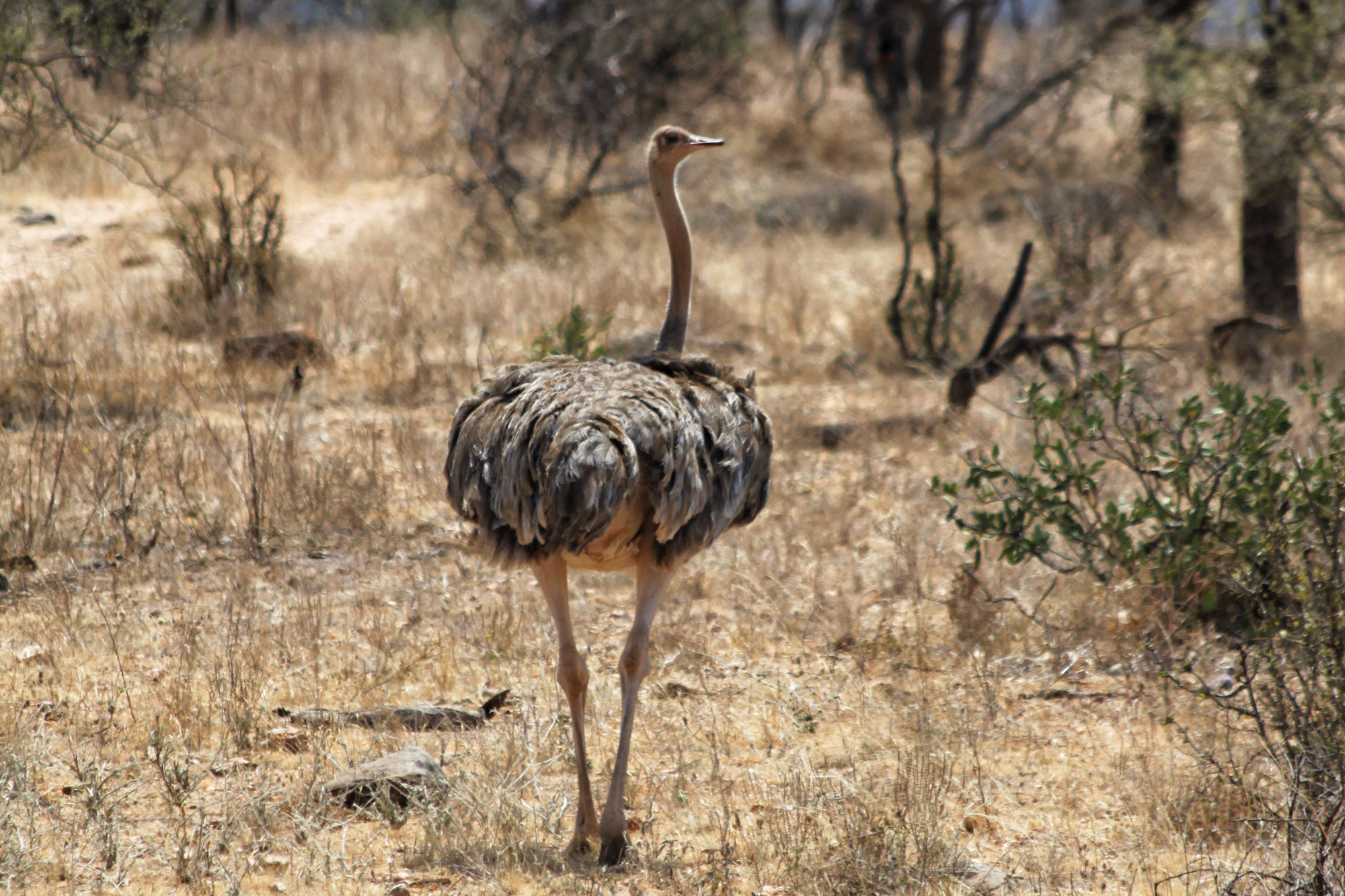 Samburu Special 5 - Somalische Struisvogel