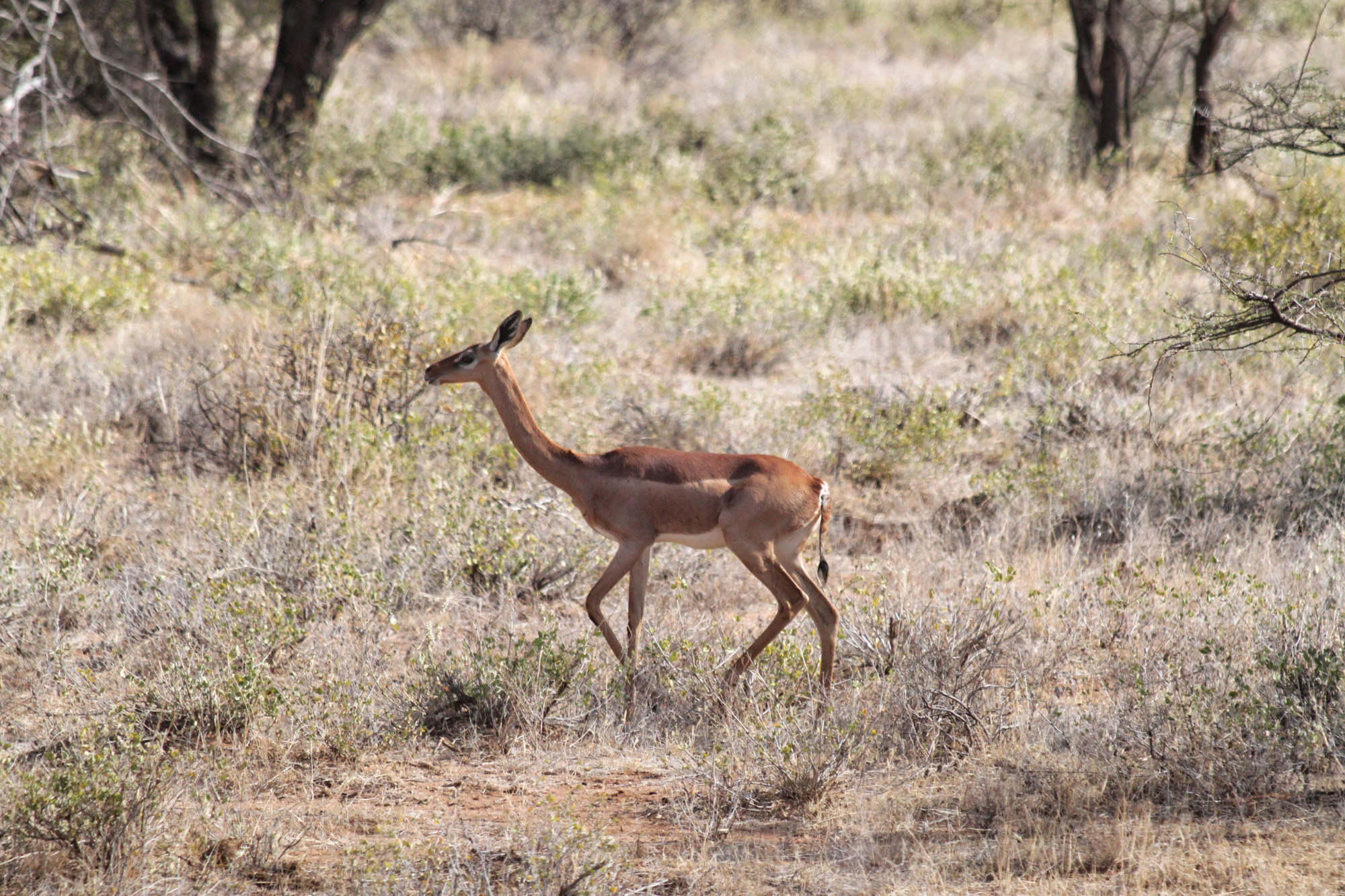 Samburu Special 5 - Gerenoek