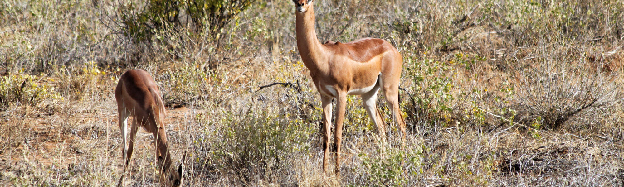 Samburu Special 5 - Gerenoek
