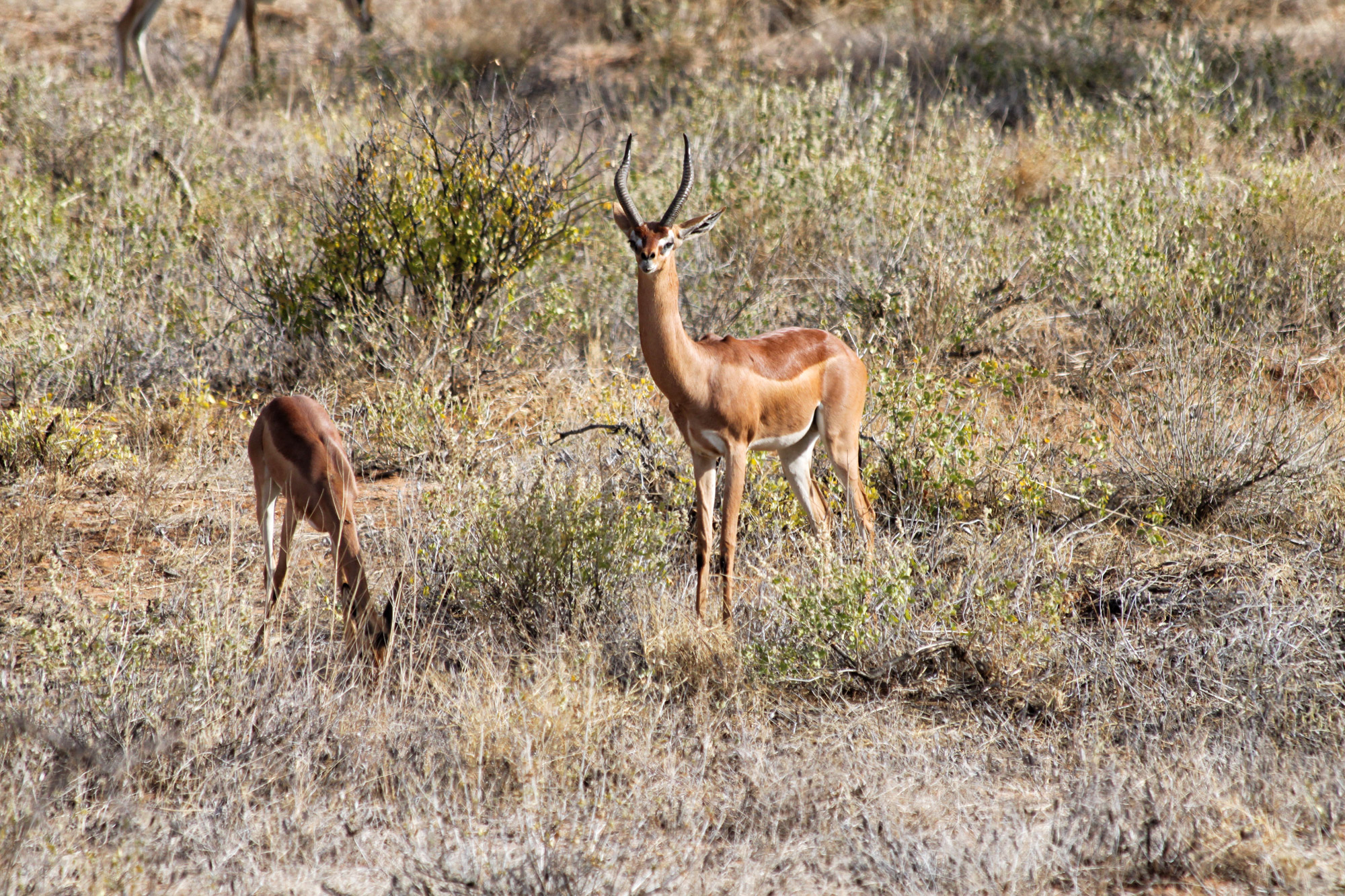 Samburu Special 5 - Gerenoek