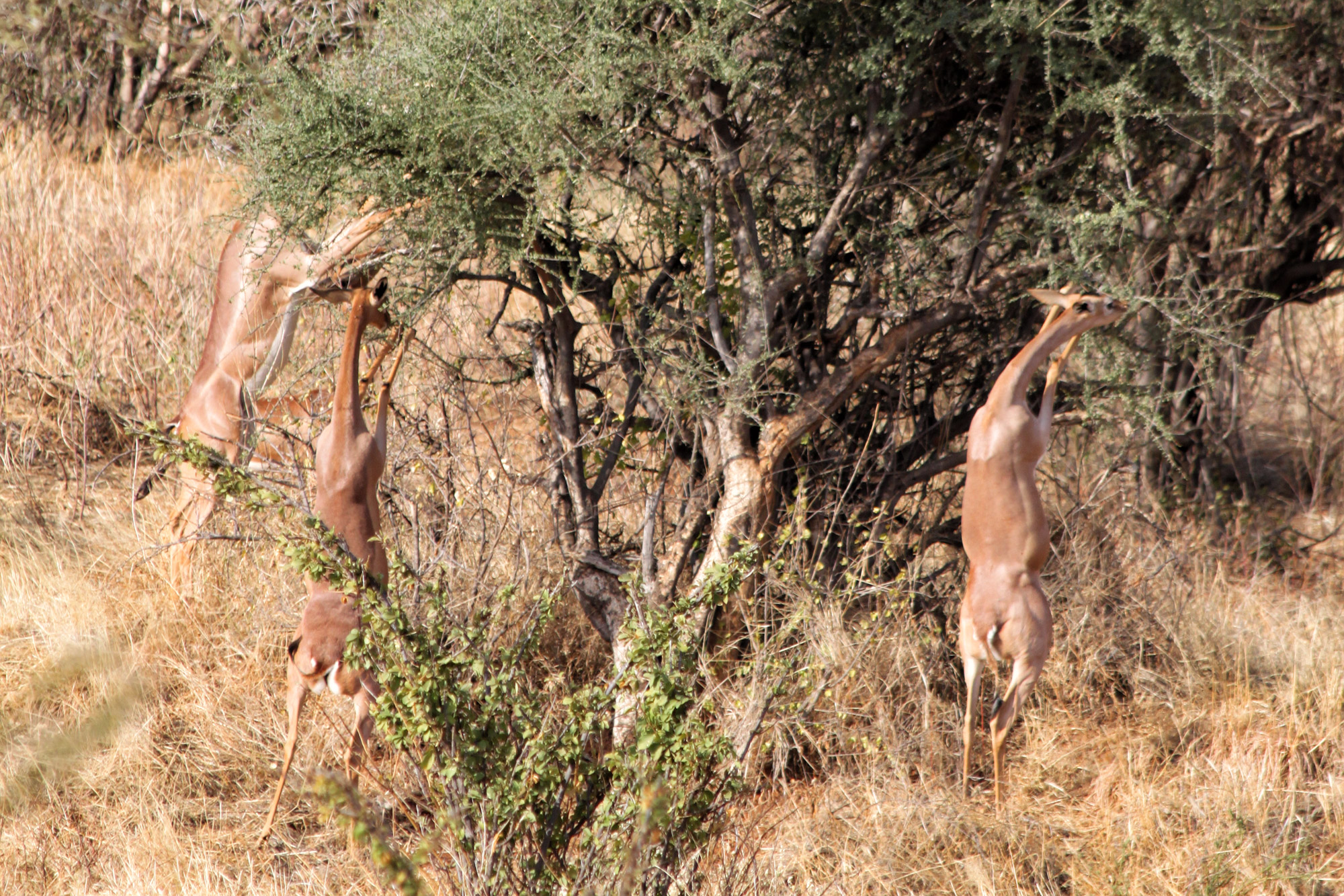 Samburu Special 5 - Gerenoek