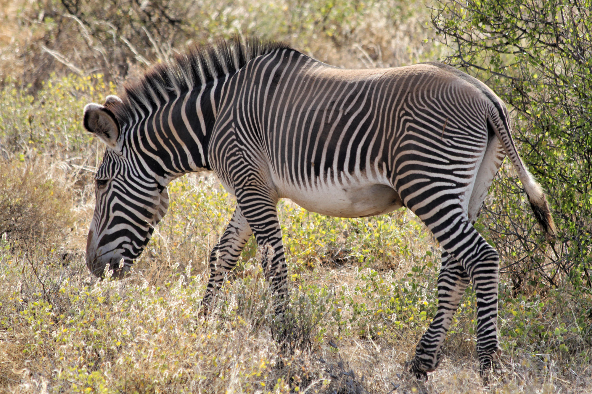 Samburu Special 5 - Grévyzebra