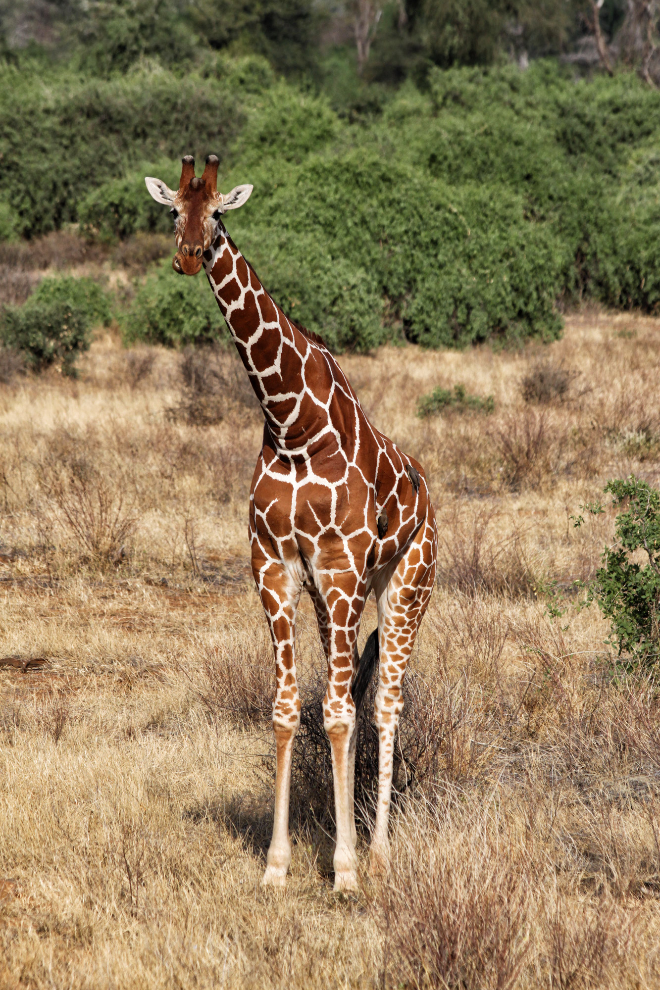 Samburu Special 5 - Netgiraffe