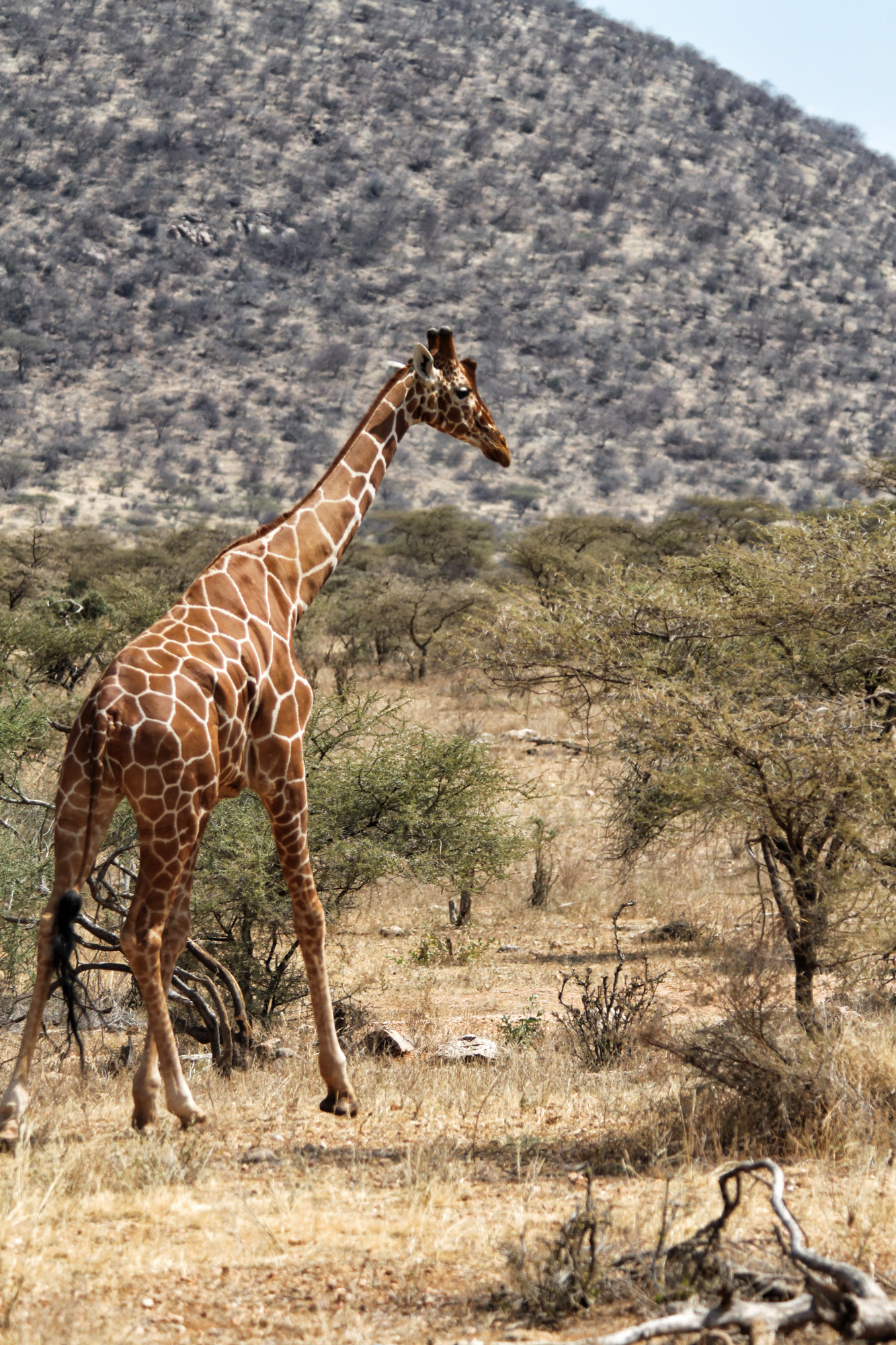 Samburu Special 5 - Netgiraffe