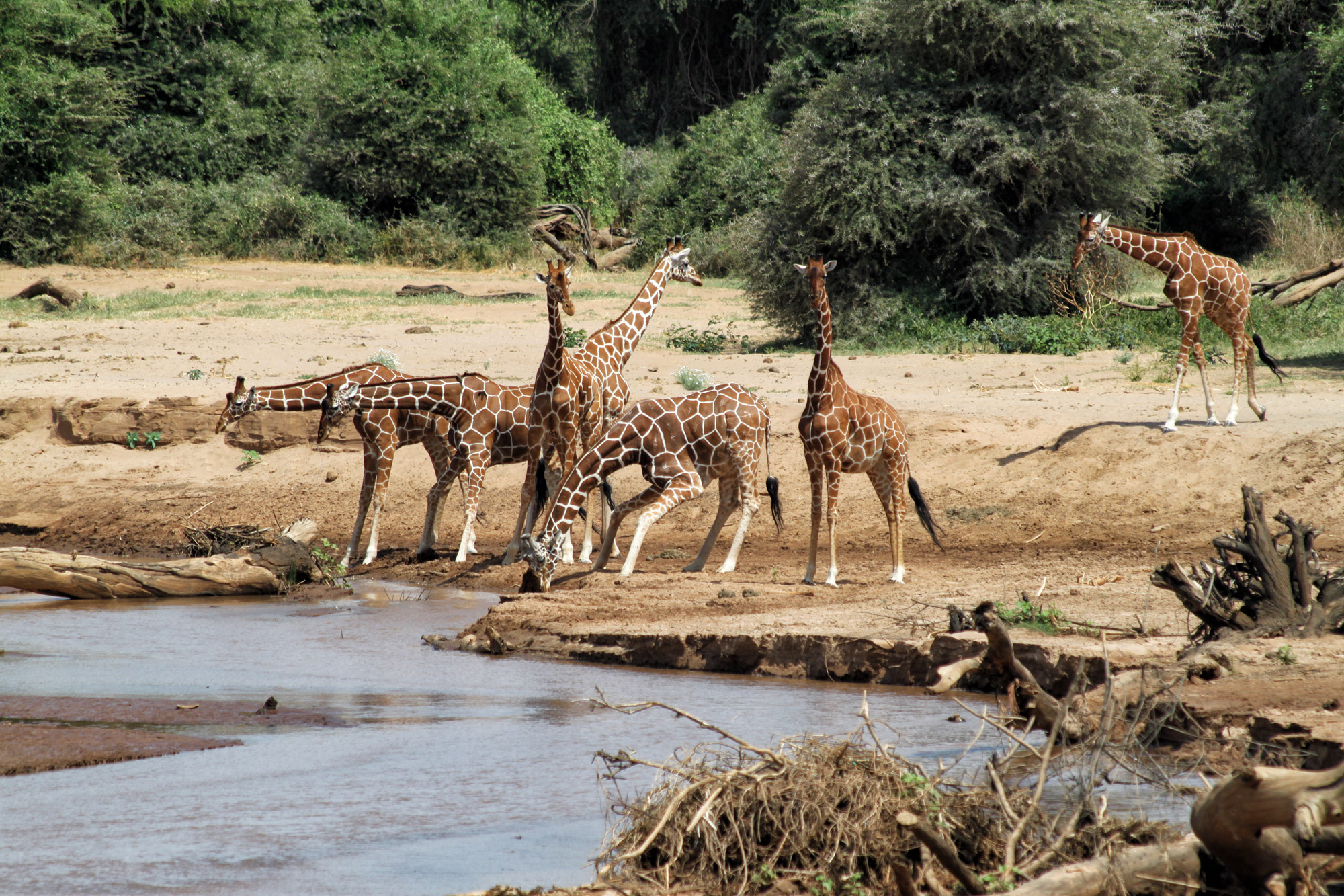 Samburu Special 5 - Netgiraffe