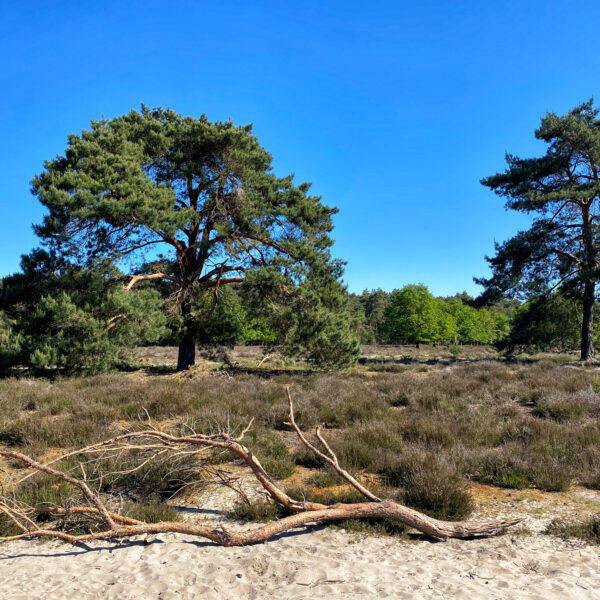 Heide en vennen route in Geldrop - Coeveringse Heide