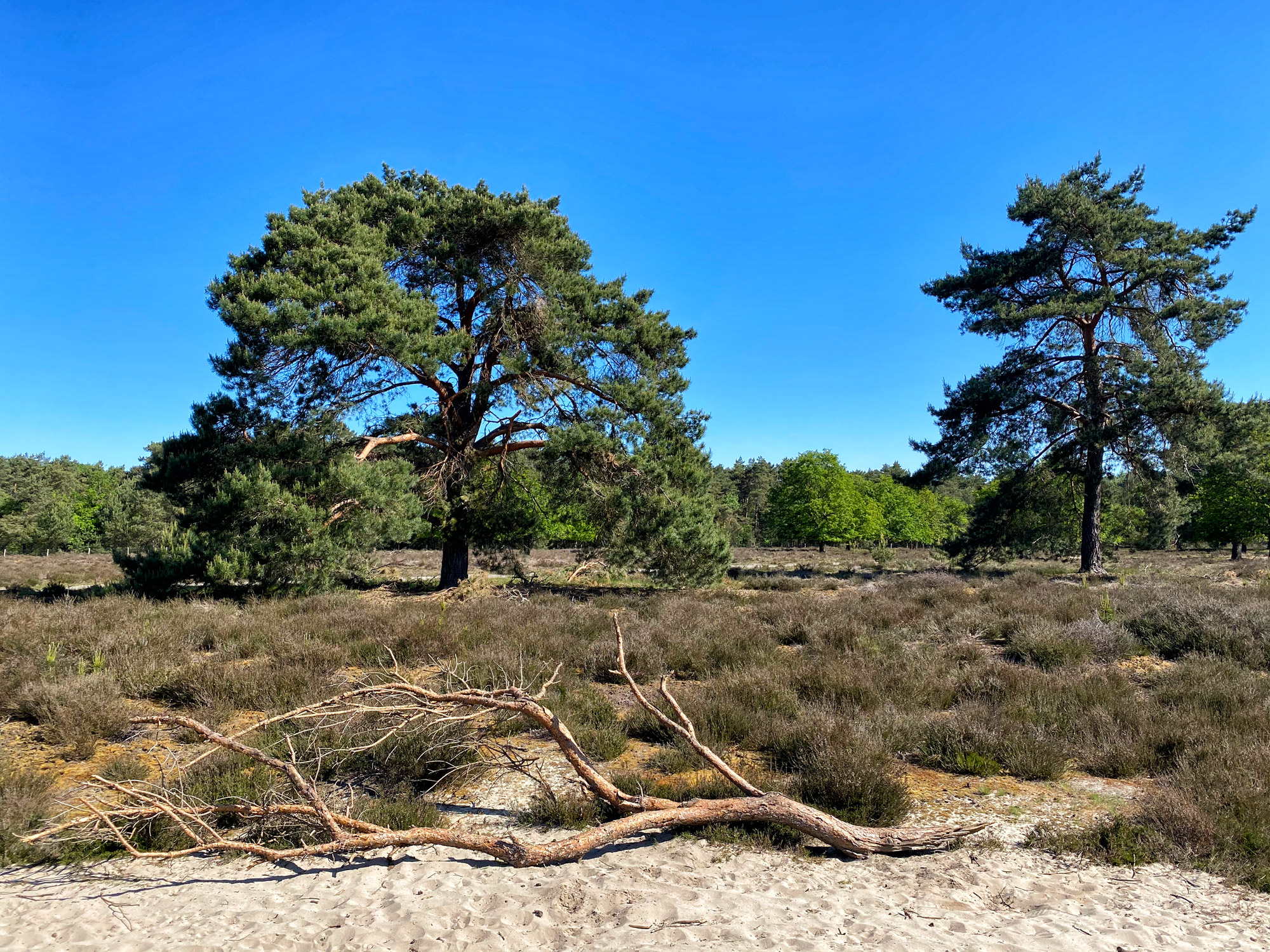 Heide en vennen route in Geldrop - Coeveringse Heide