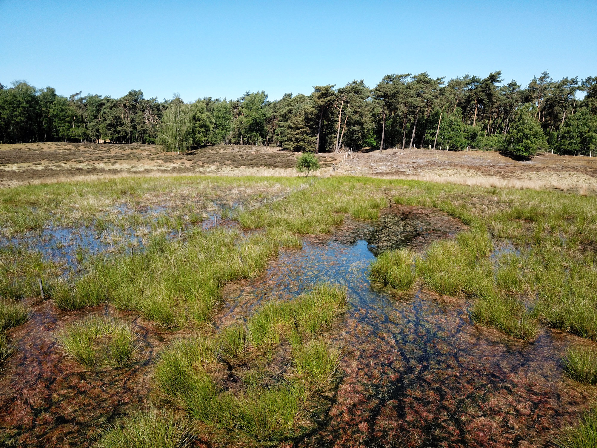 Heide en vennen route in Geldrop - Molenheide, Lisven