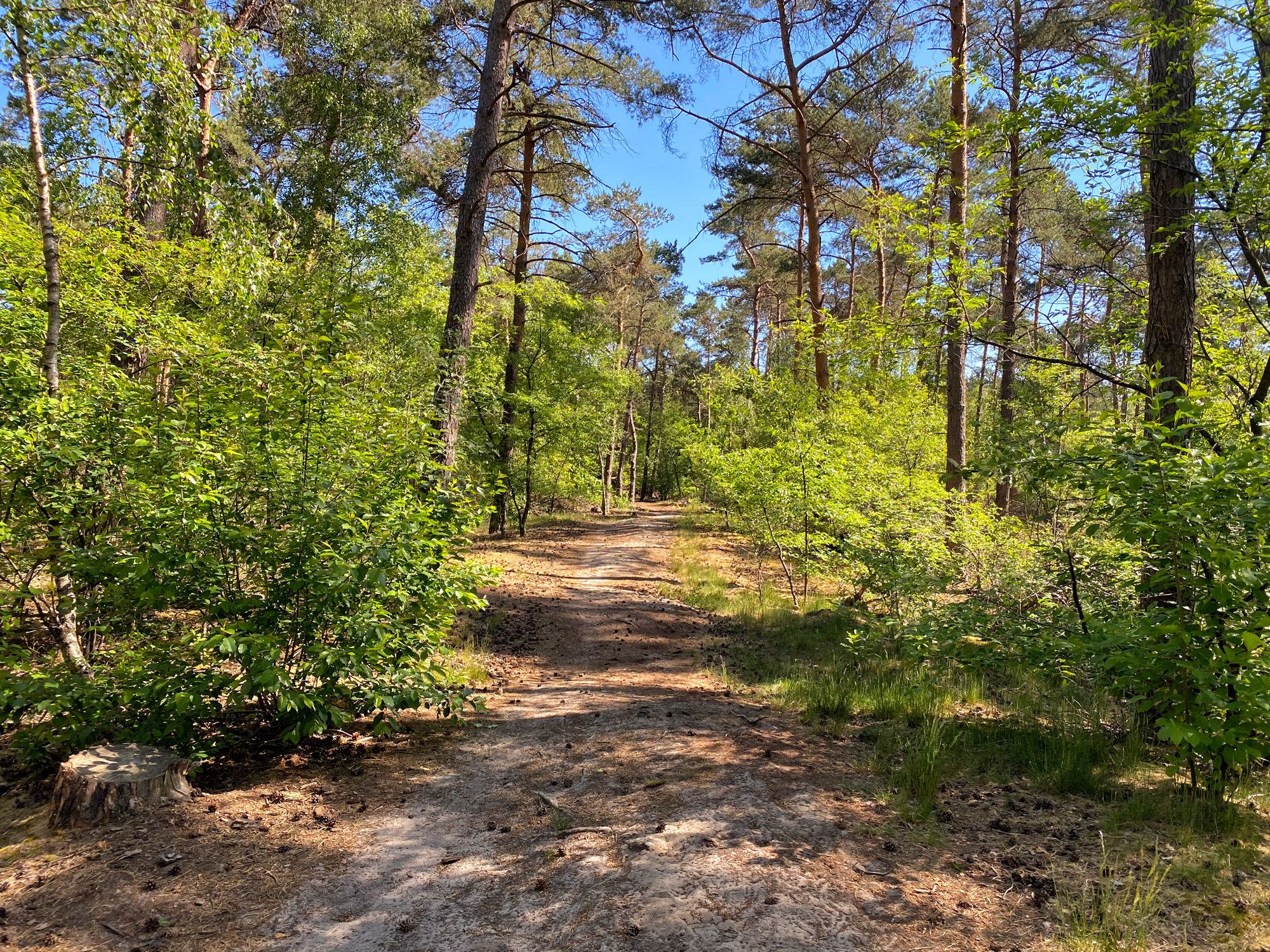 Heide en vennen route in Geldrop - Tussen Geldrop en Mierlo