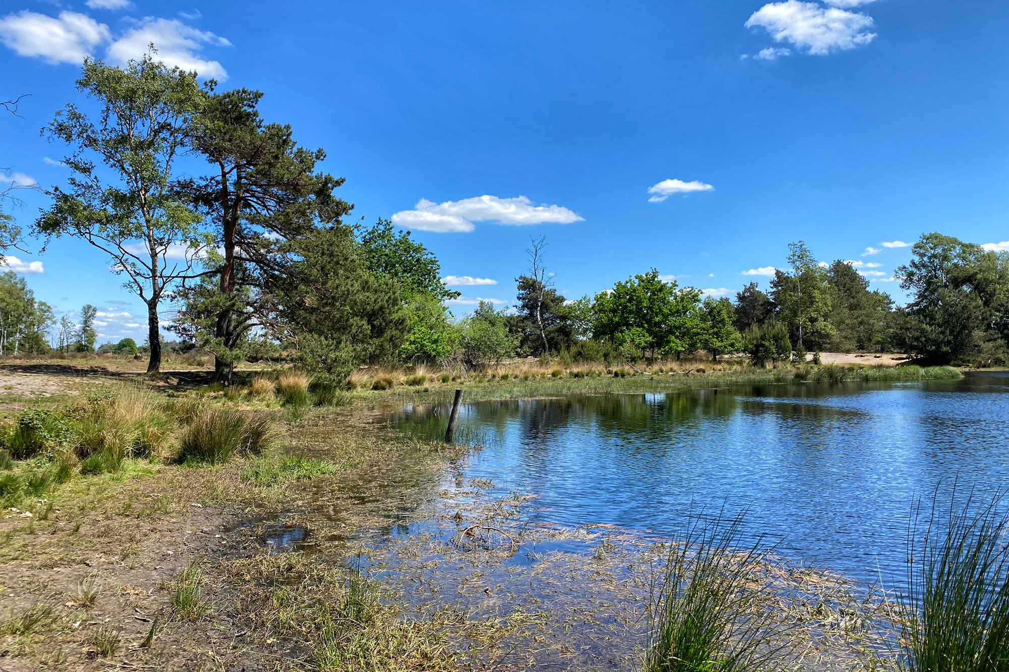 Heide en vennen route in Geldrop - Strabrechtse Heide, Kiezelven