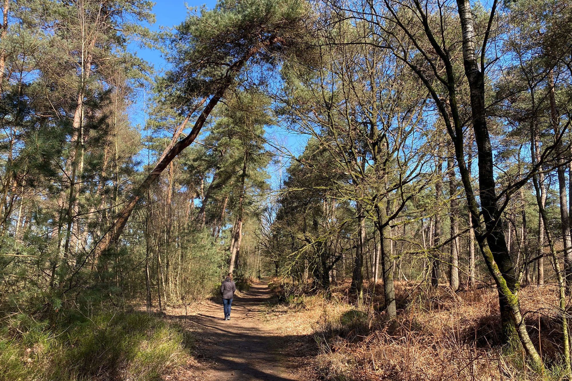 Wandeling: Huisvennenroute in de Kampina