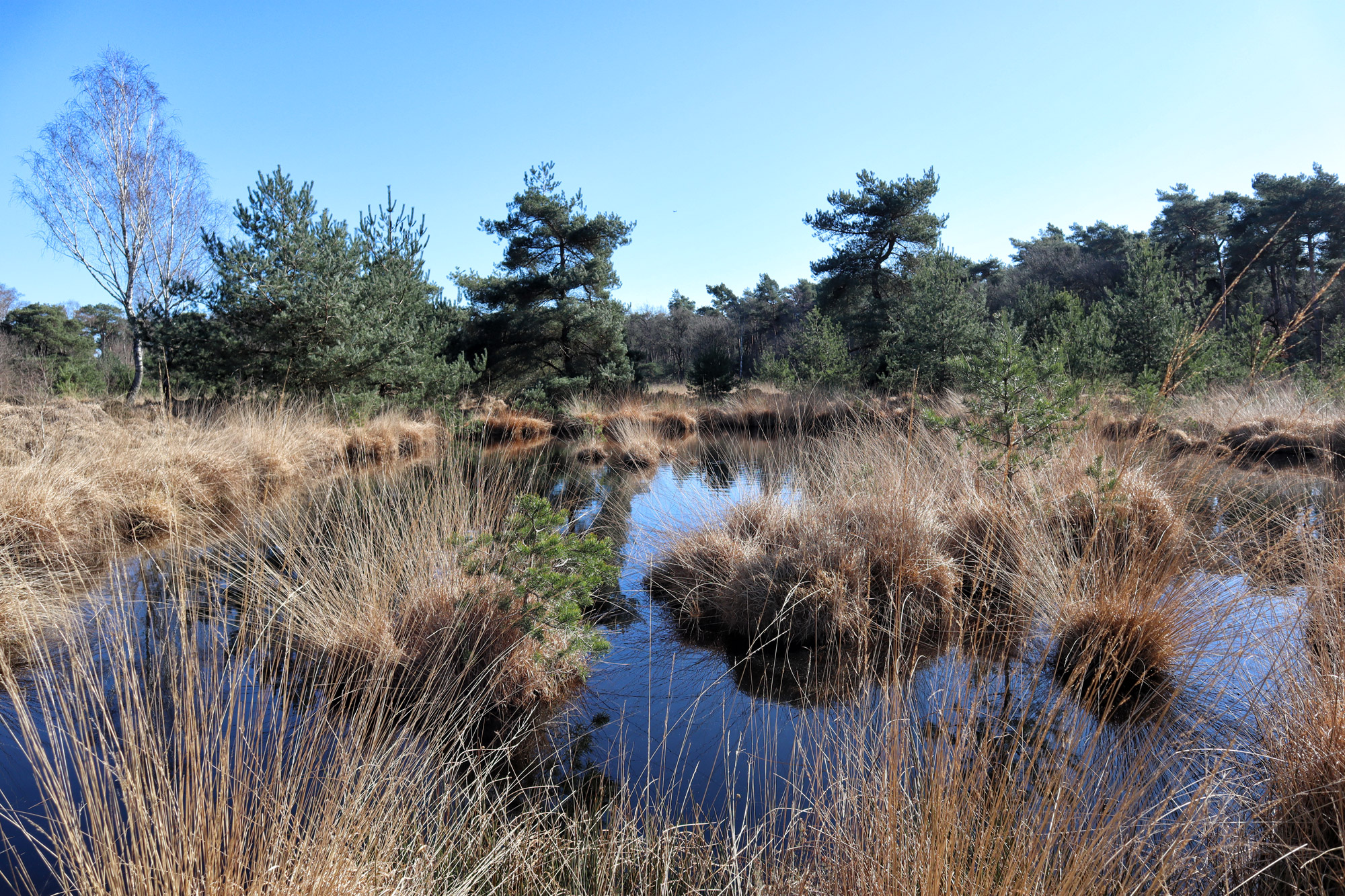 Wandeling: Huisvennenroute in de Kampina