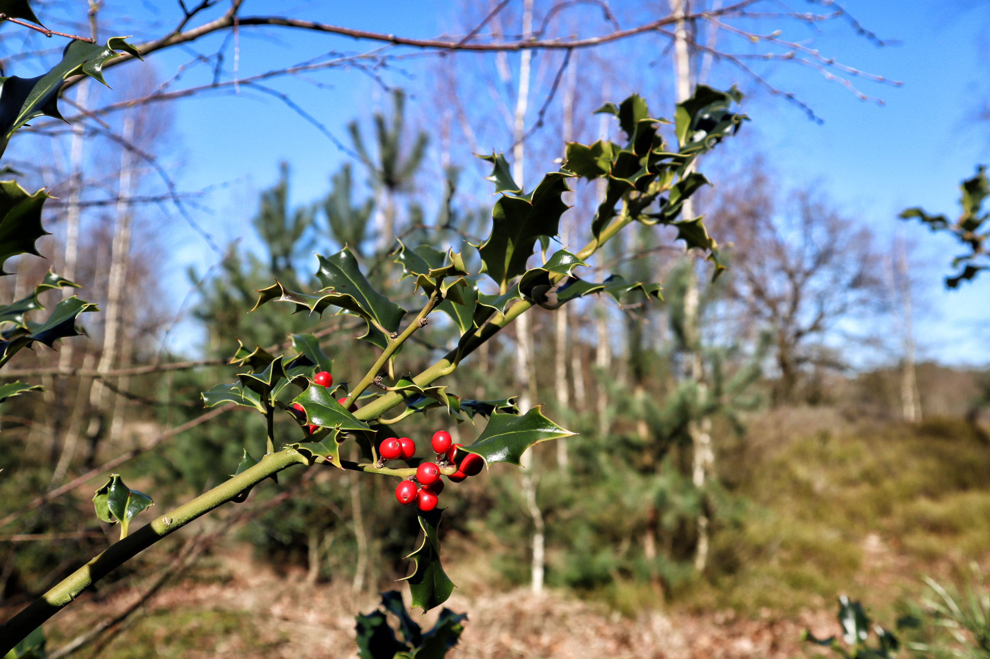 Wandeling: Huisvennenroute in de Kampina