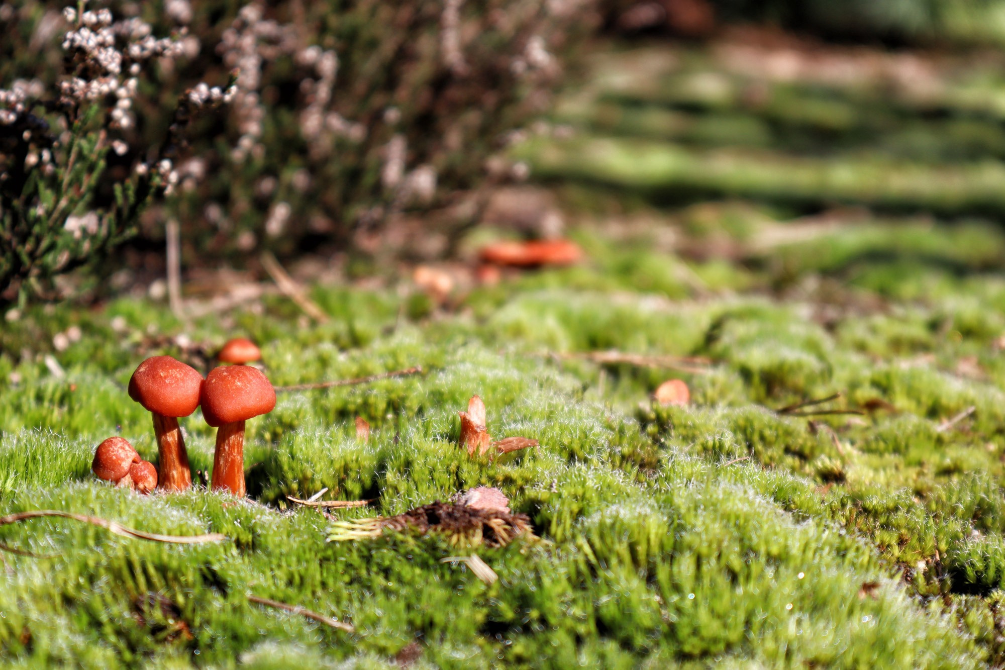 Wandeling: Huisvennenroute in de Kampina