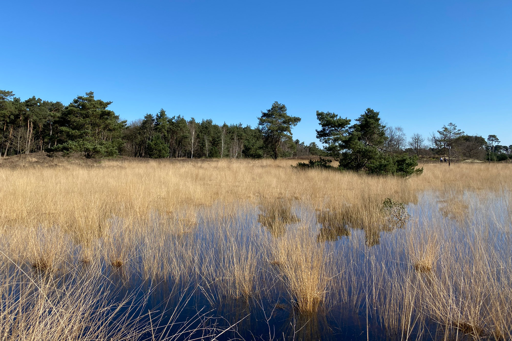 Wandeling: Huisvennenroute in de Kampina