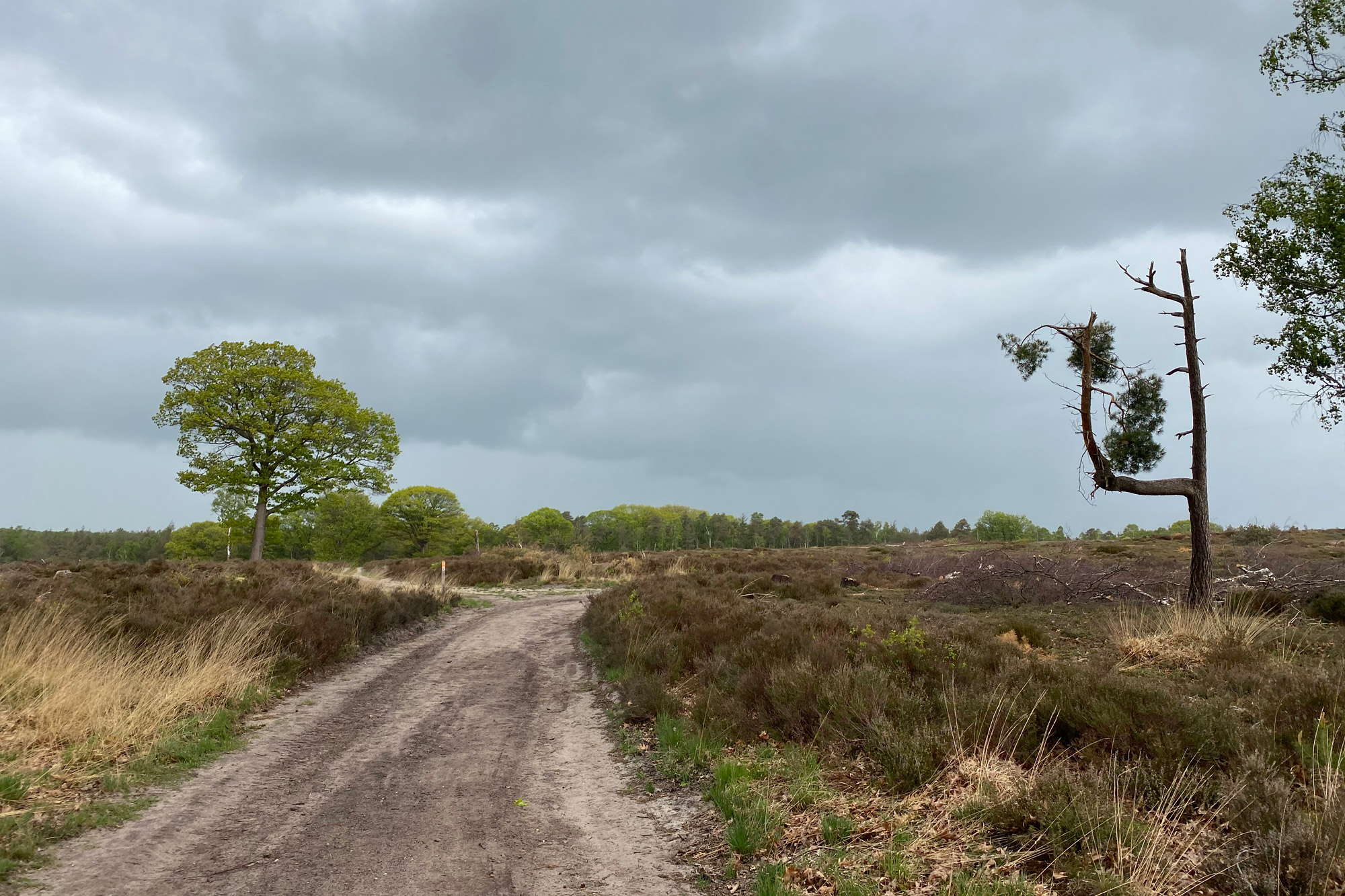 Wandeling: Rollende Heuvels, Sallandse Heuvelrug