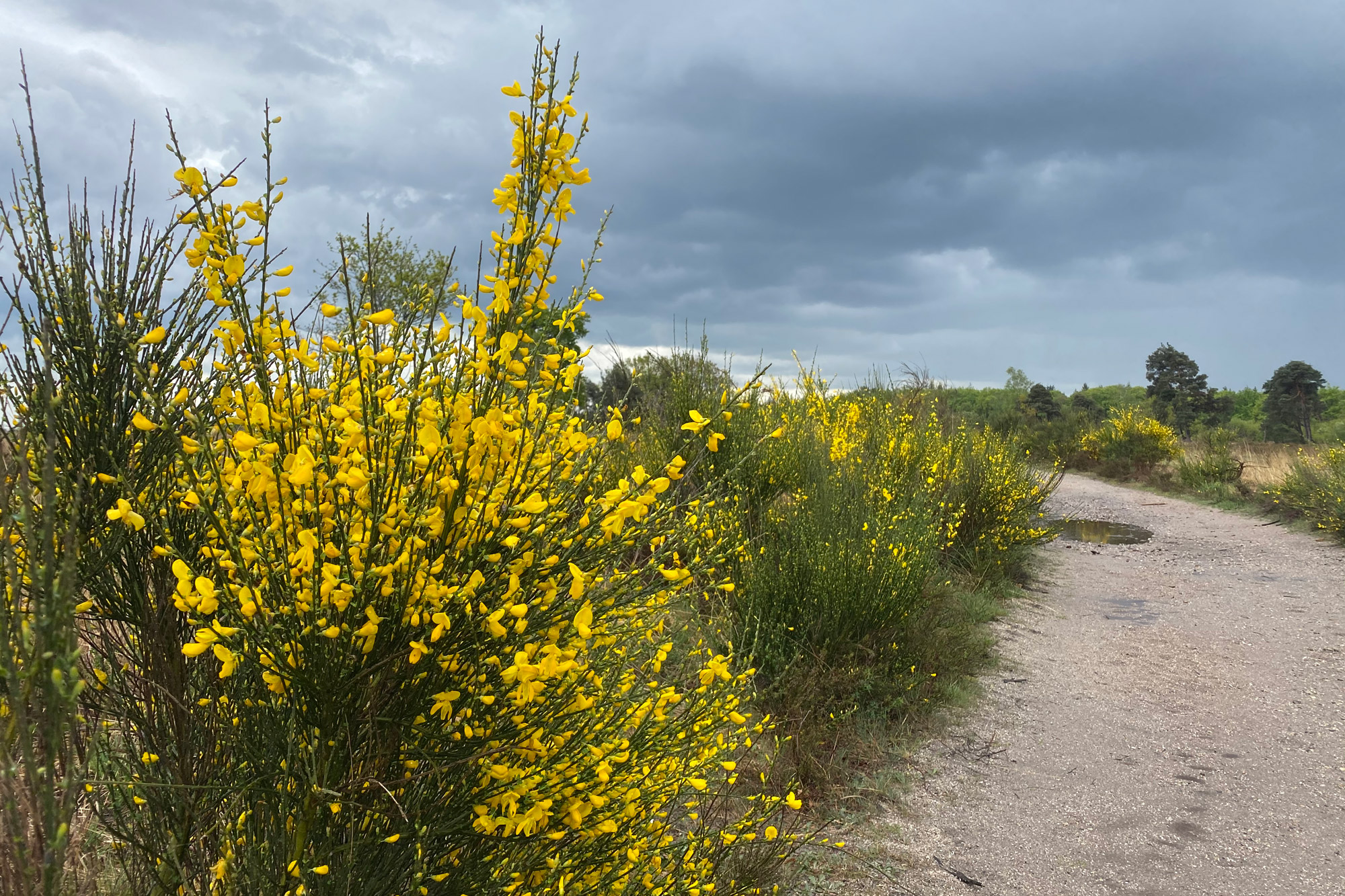 Wandeling: Rollende Heuvels, Sallandse Heuvelrug