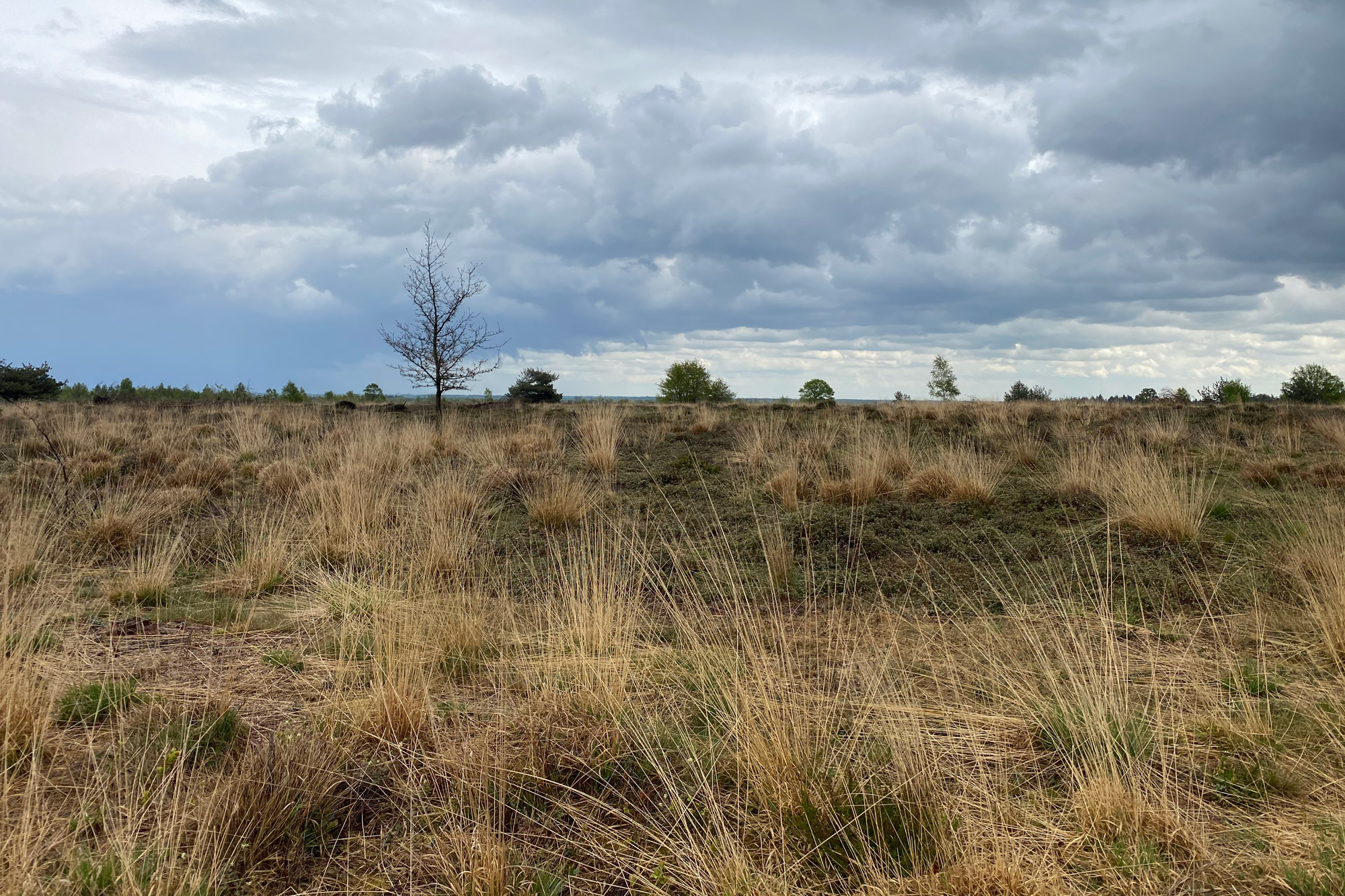 Wandeling: Rollende Heuvels, Sallandse Heuvelrug