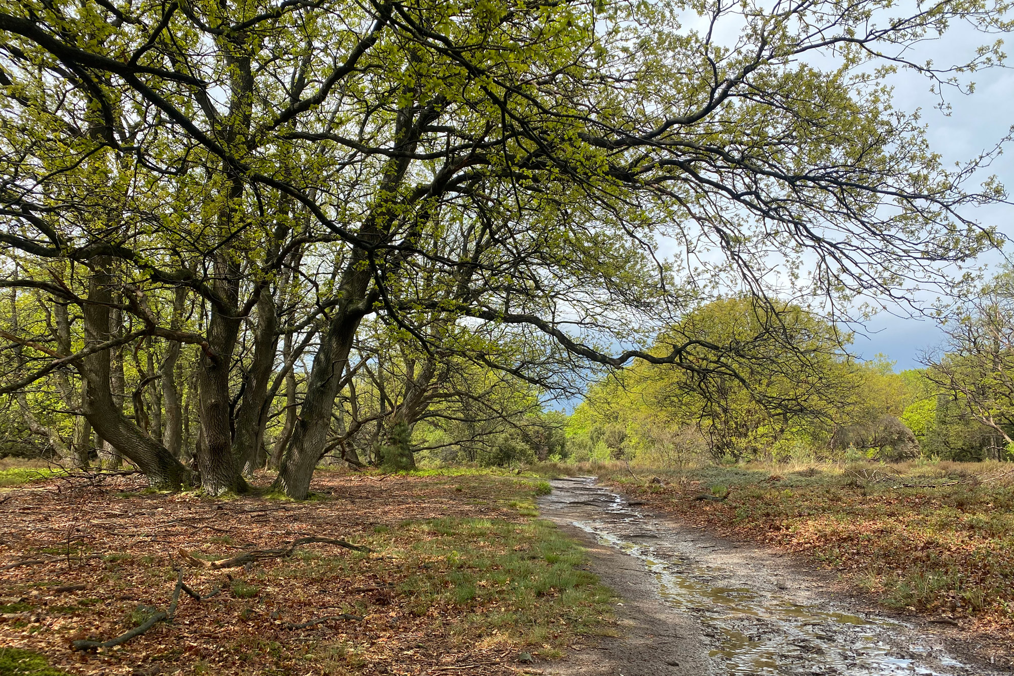 Wandeling: Rollende Heuvels, Sallandse Heuvelrug