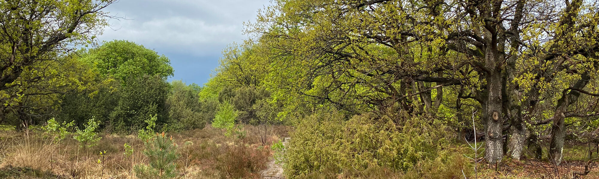 Wandeling: Rollende Heuvels, Sallandse Heuvelrug