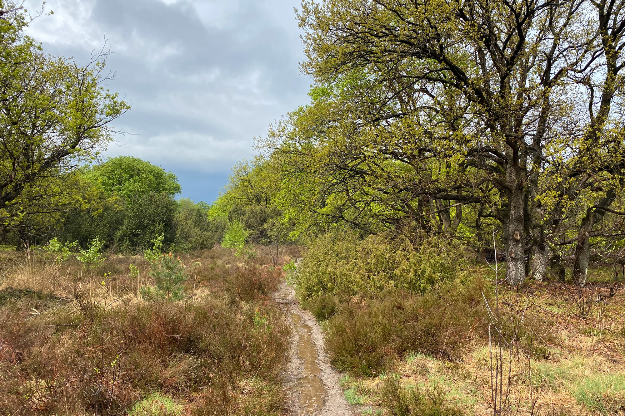 Wandeling: Rollende Heuvels, Sallandse Heuvelrug