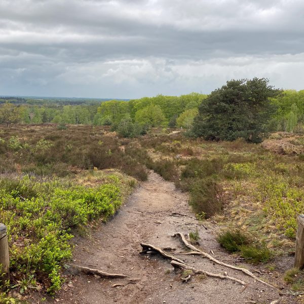 Wandeling: Rollende Heuvels, Sallandse Heuvelrug