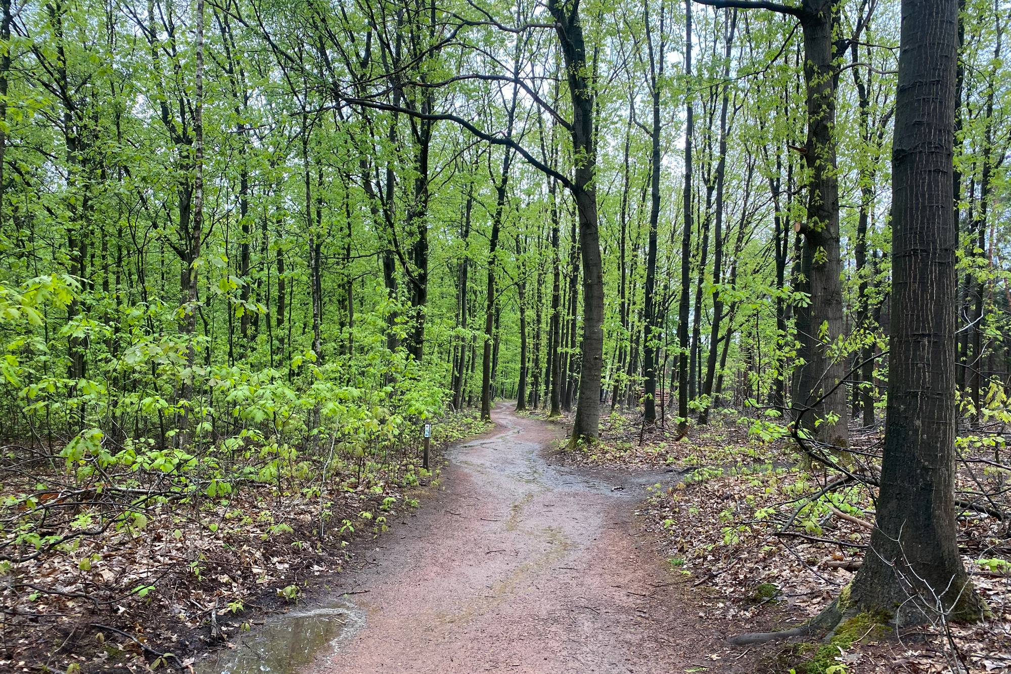 Wandeling: Rollende Heuvels, Sallandse Heuvelrug