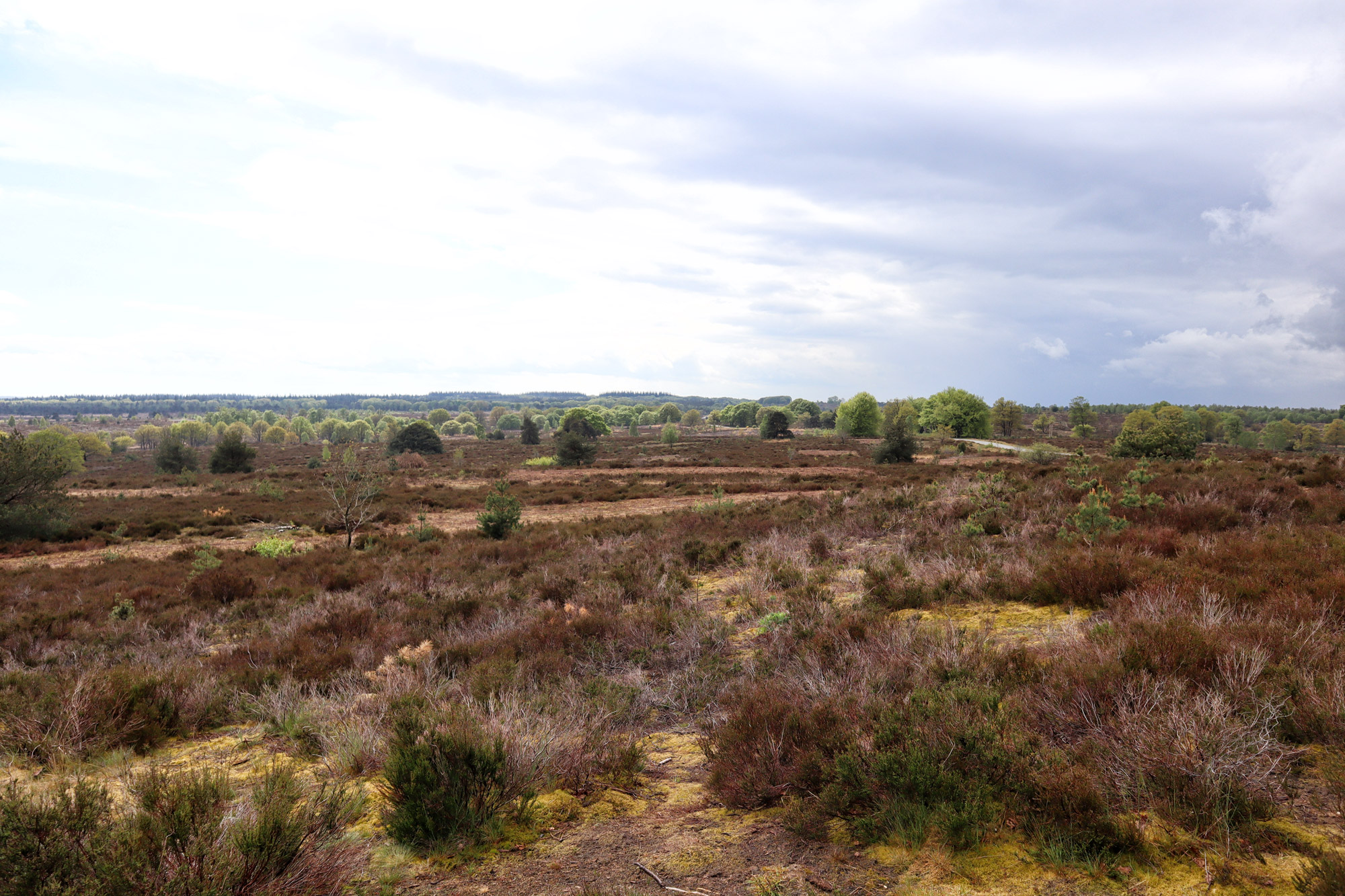 Wandeling: Rollende Heuvels, Sallandse Heuvelrug