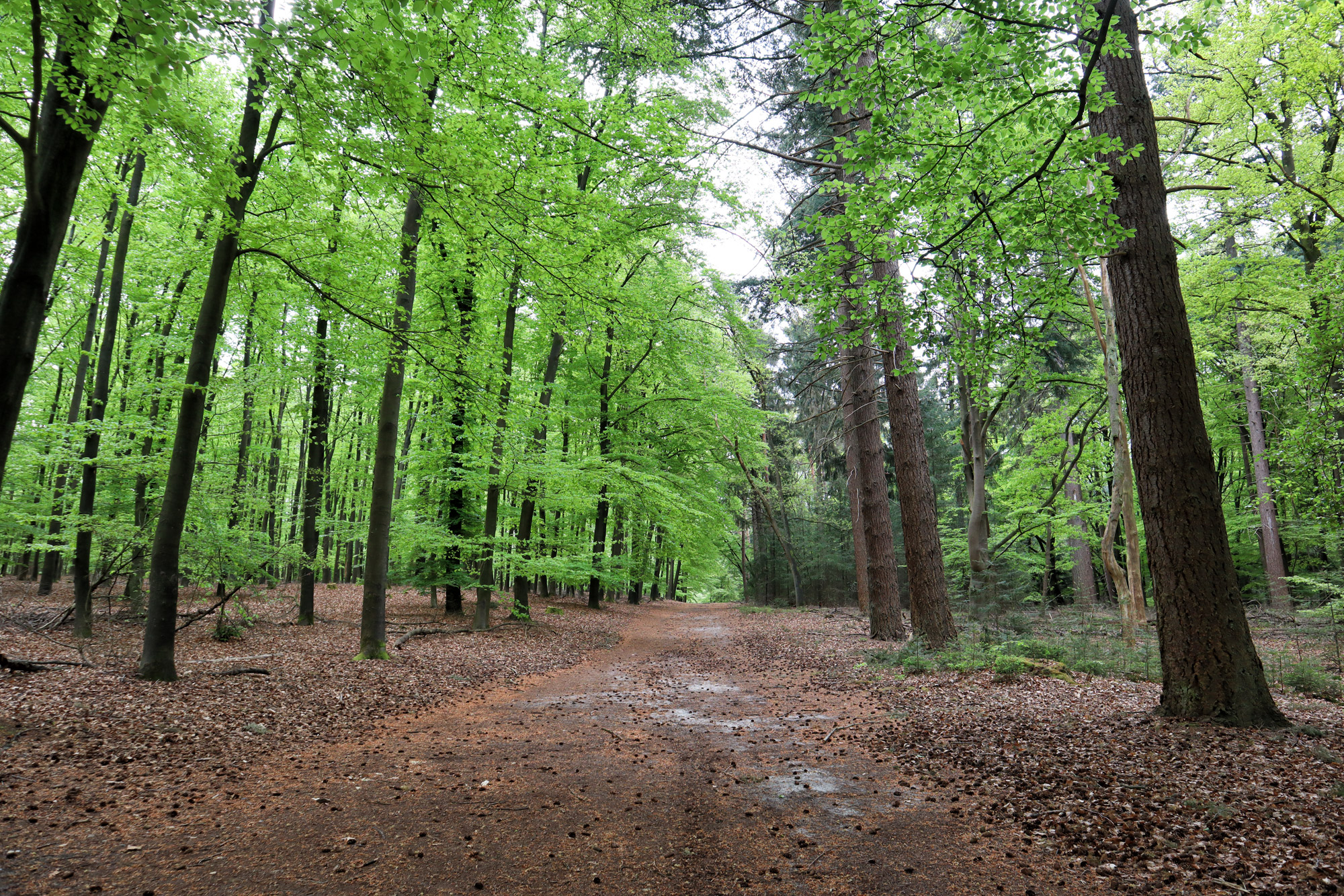 Wandeling: Rollende Heuvels, Sallandse Heuvelrug