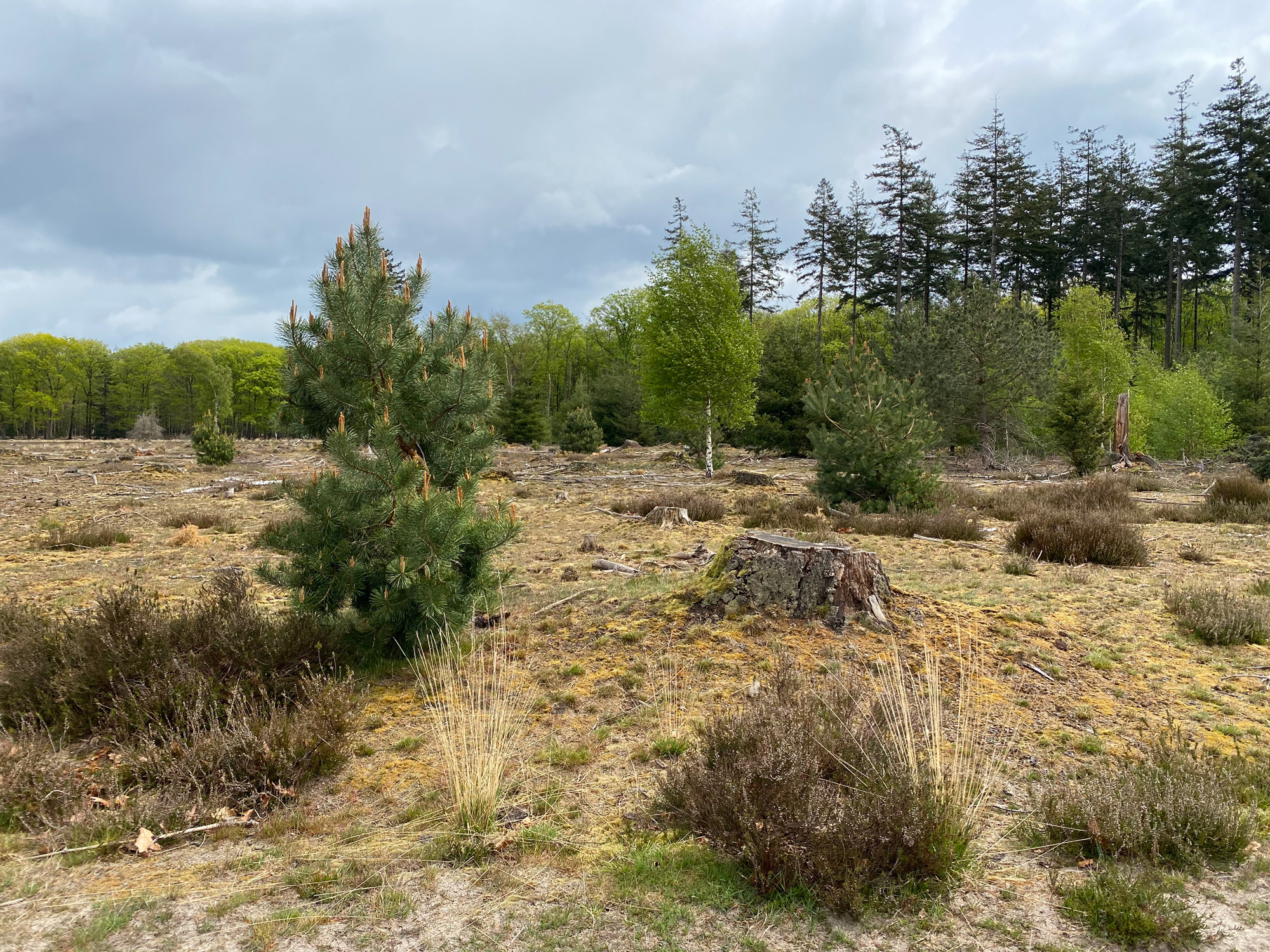 Wandeling: Rollende Heuvels, Sallandse Heuvelrug