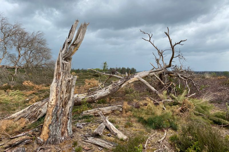 Wandeling: Rollende Heuvels, Sallandse Heuvelrug