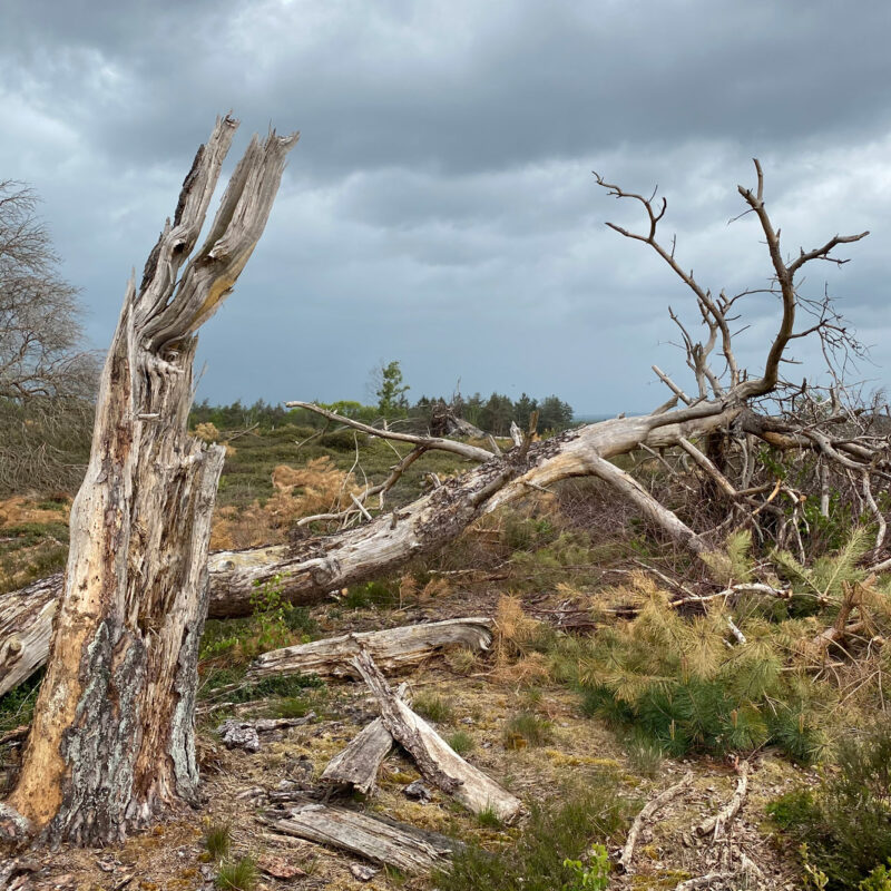 Wandeling: Rollende Heuvels, Sallandse Heuvelrug
