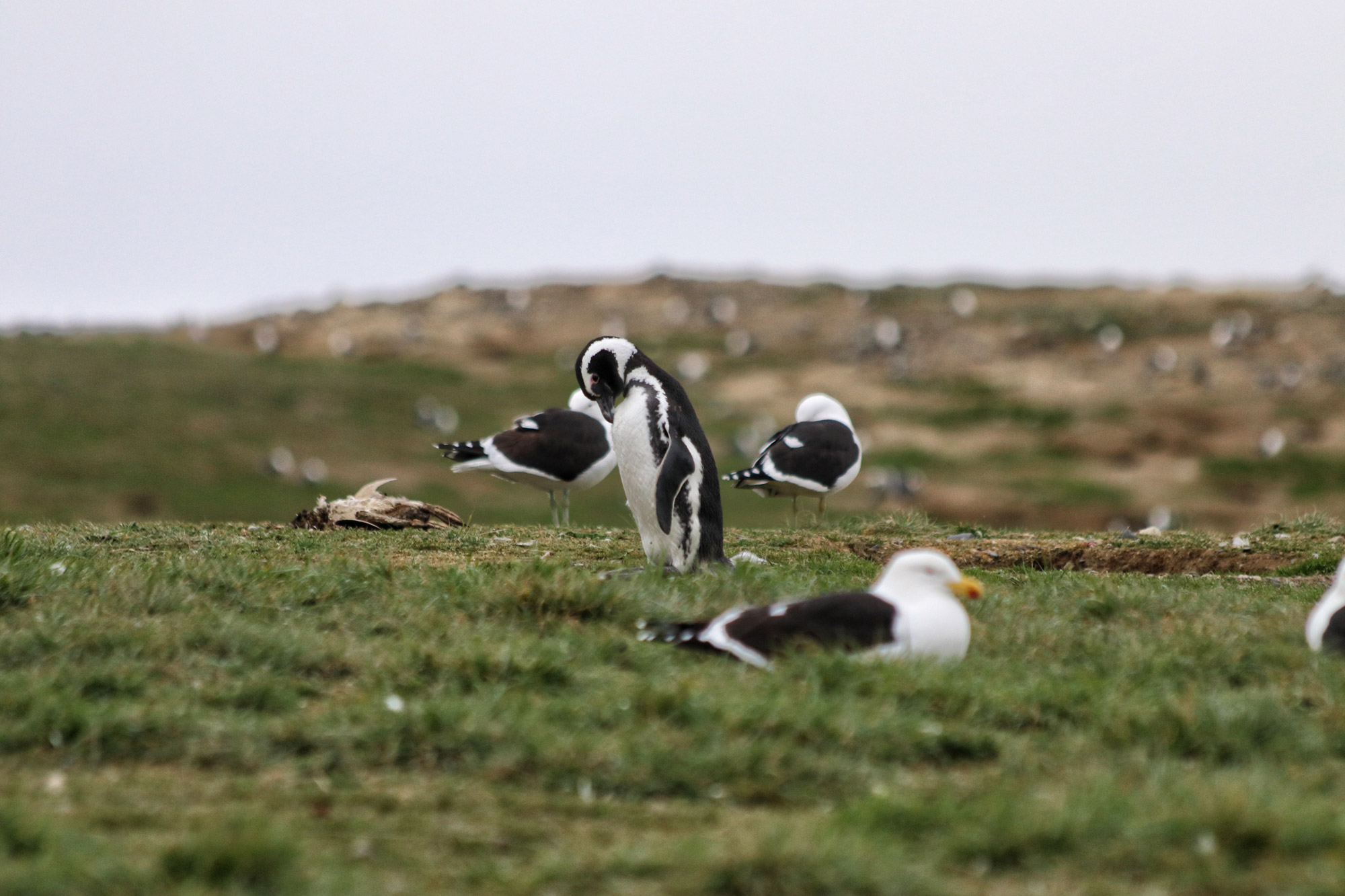 Magelhaenpinguïns spotten op Isla Magdalena - Patagonië