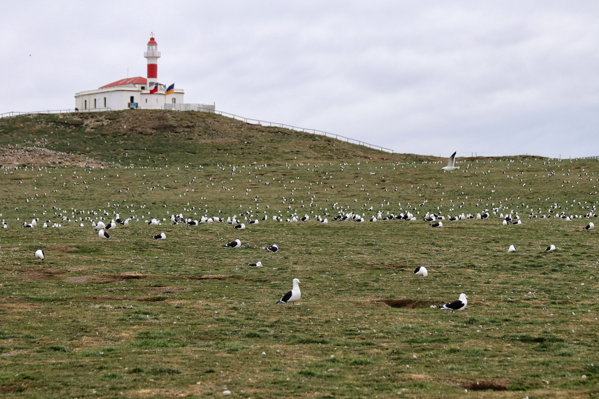 Magelhaenpinguïns spotten op Isla Magdalena - Patagonië