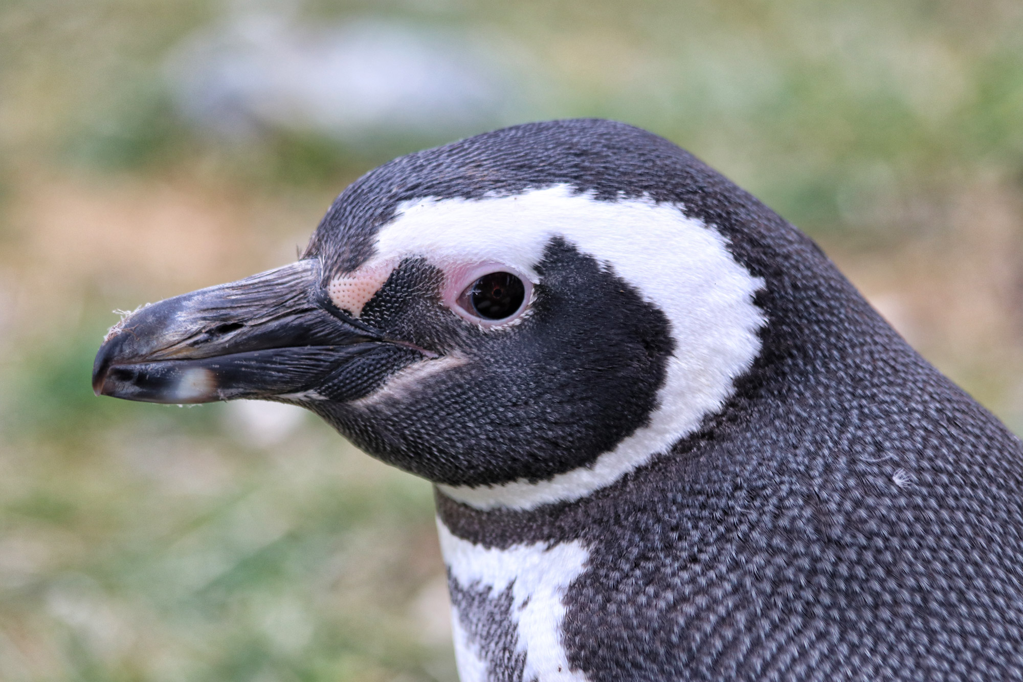 Magelhaenpinguïns spotten op Isla Magdalena - Patagonië