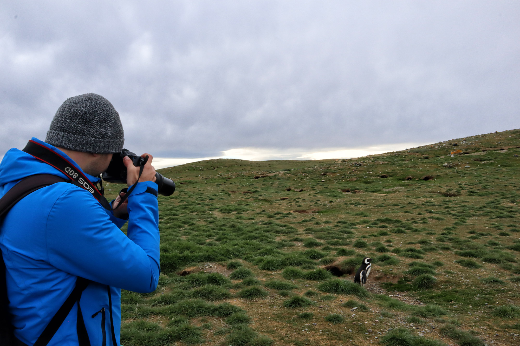 Magelhaenpinguïns spotten op Isla Magdalena - Patagonië
