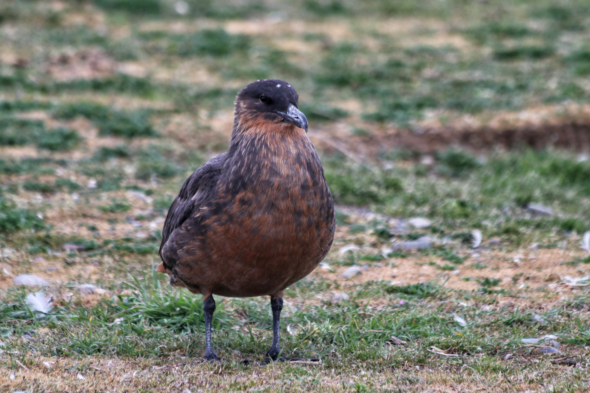 Magelhaenpinguïns spotten op Isla Magdalena - Patagonië